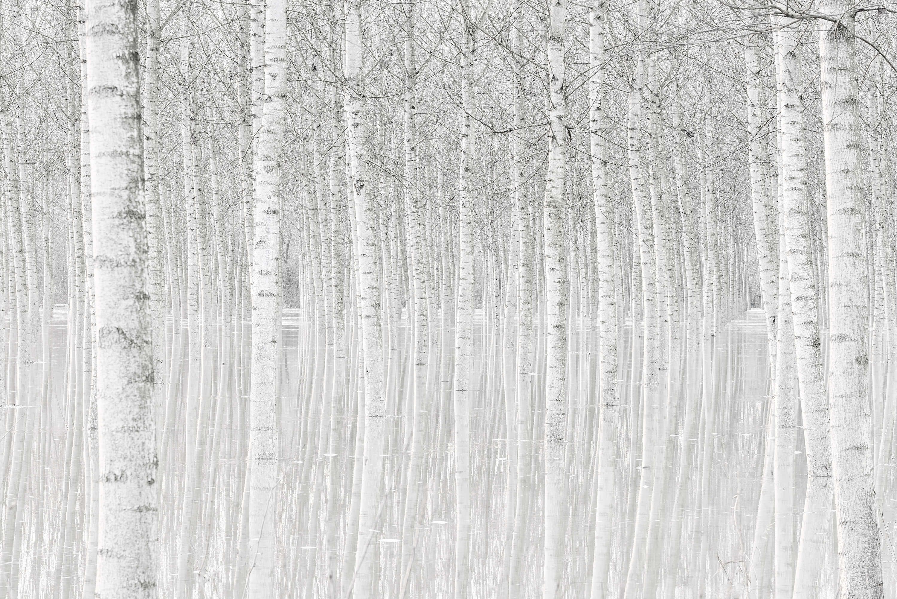 Trees Trees