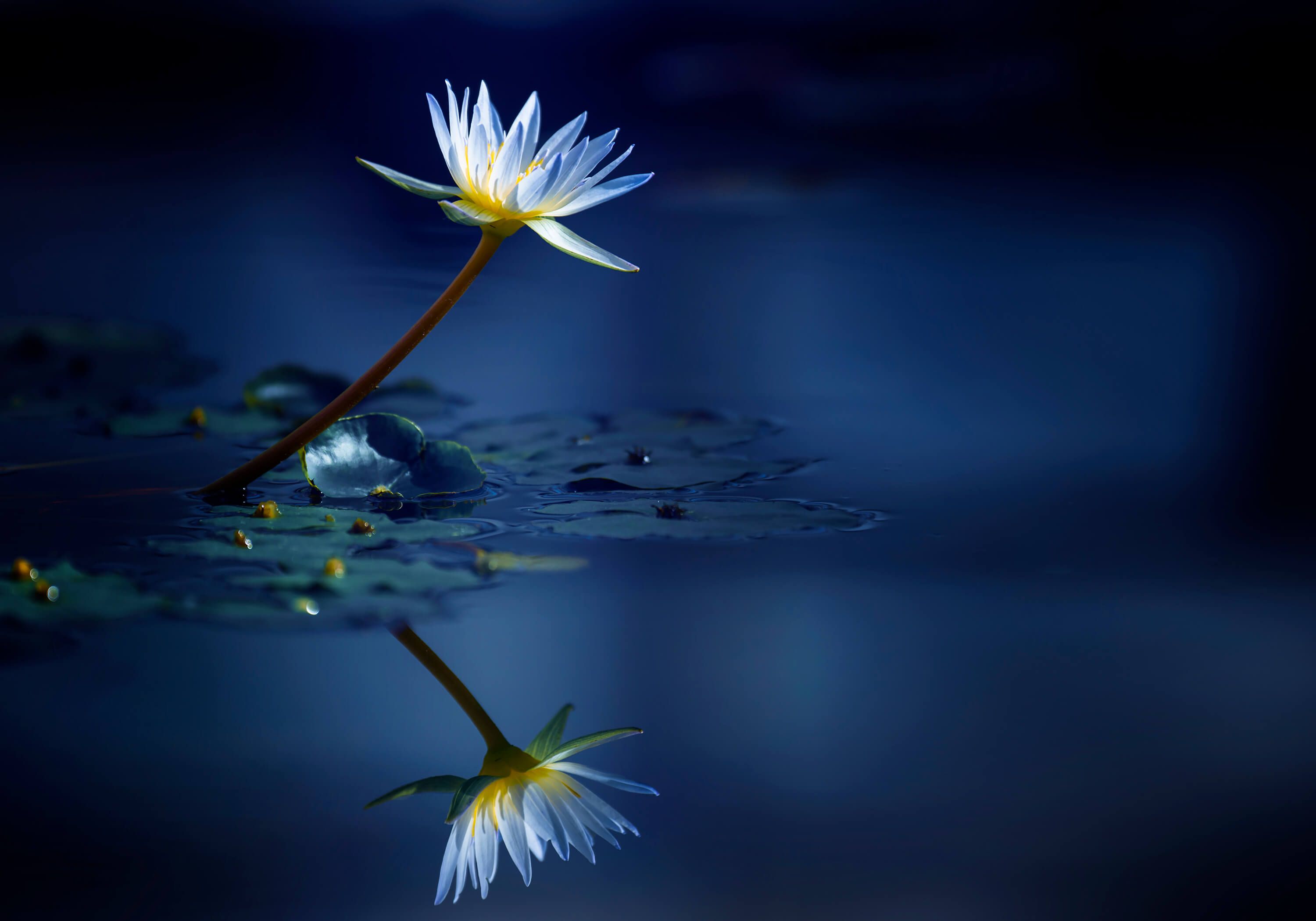 Reflection Reflection