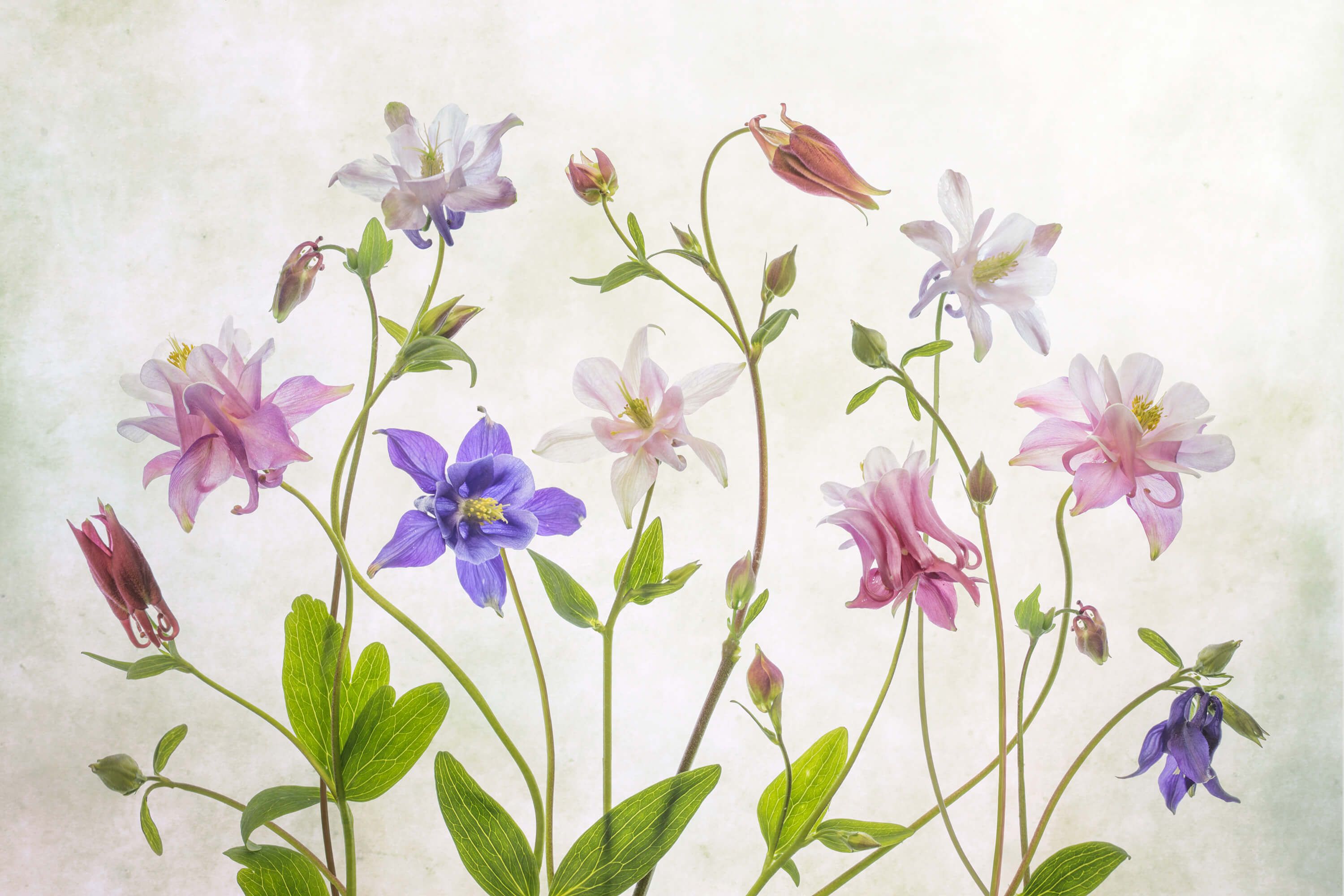 Columbine Columbine