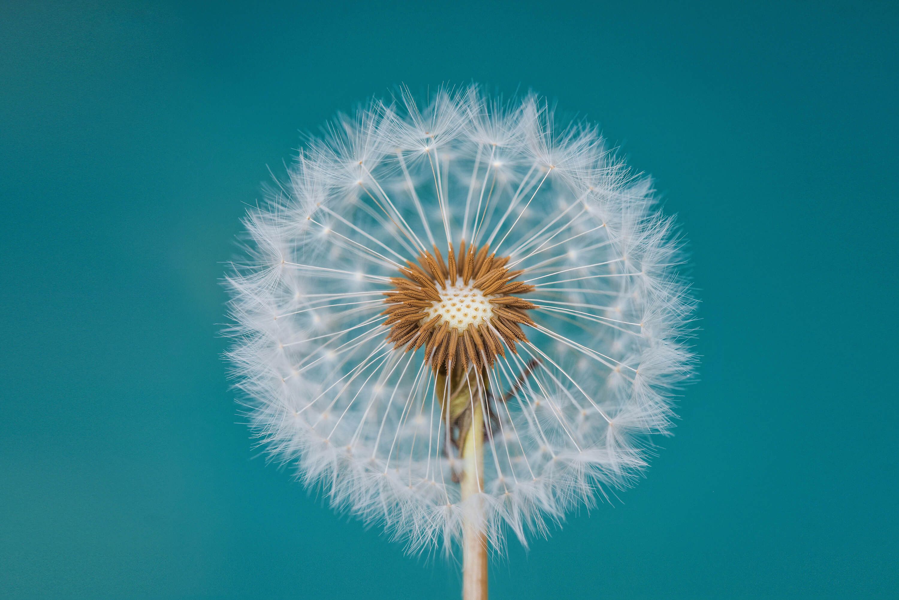 Dandelion Dandelion