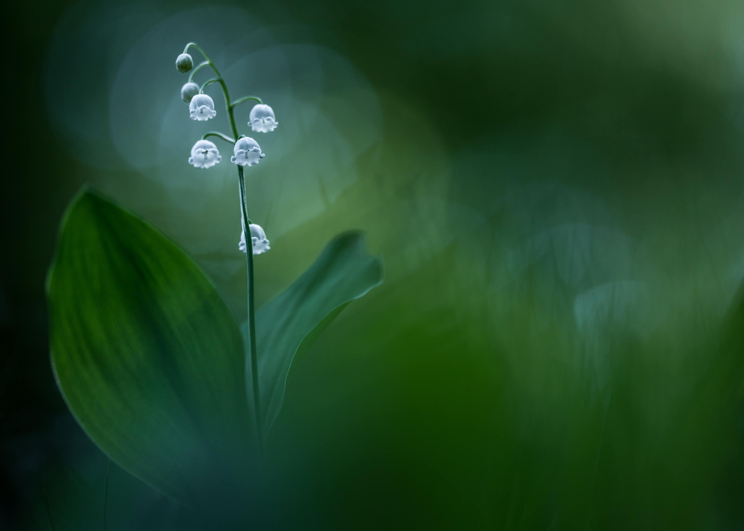 Lilly of the Valley Lilly of the Valley