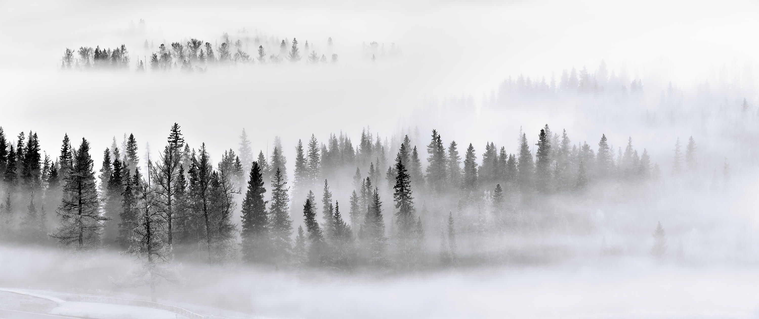 Foggy Forest Foggy Forest