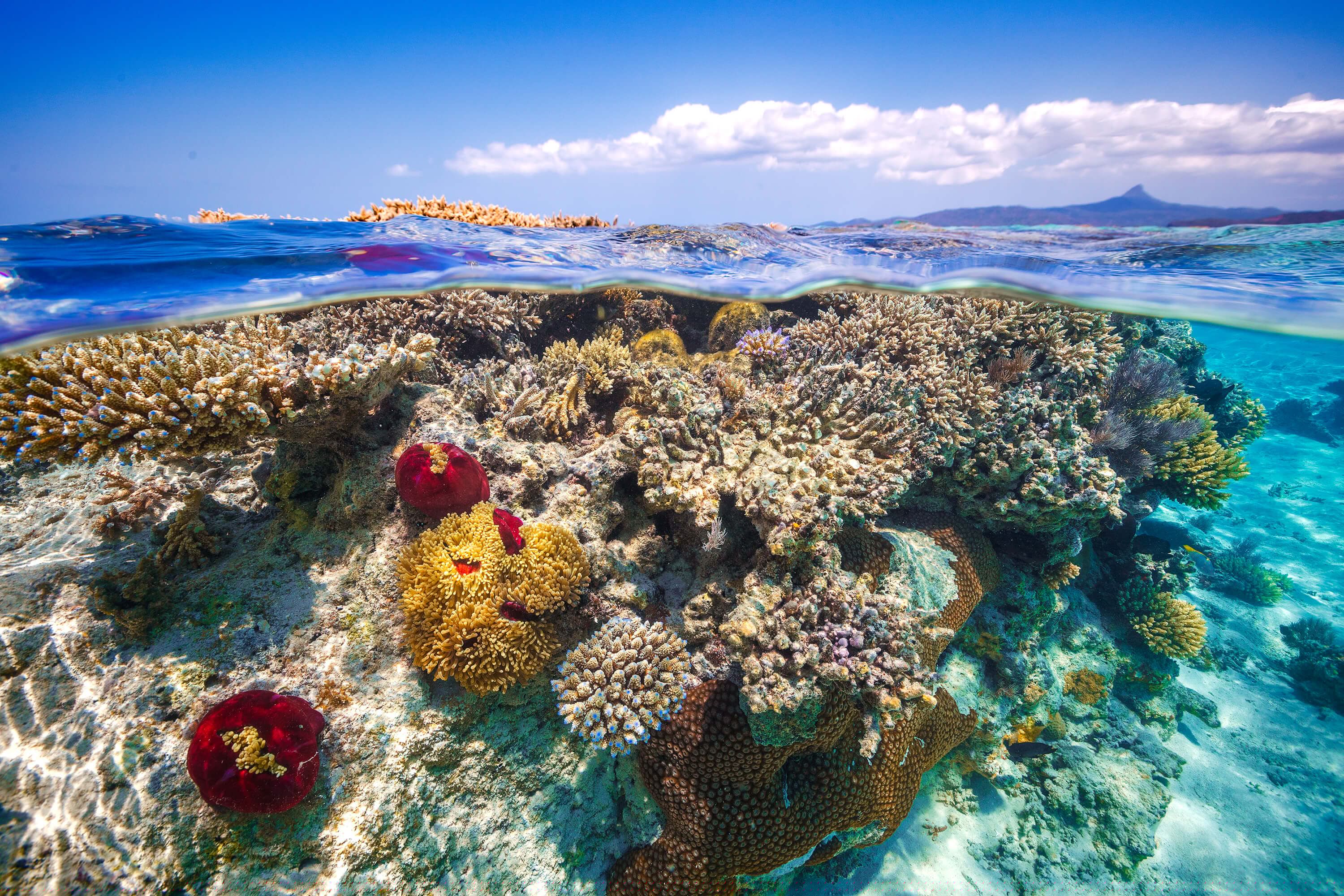 Mayotte : The Reef Mayotte : The Reef