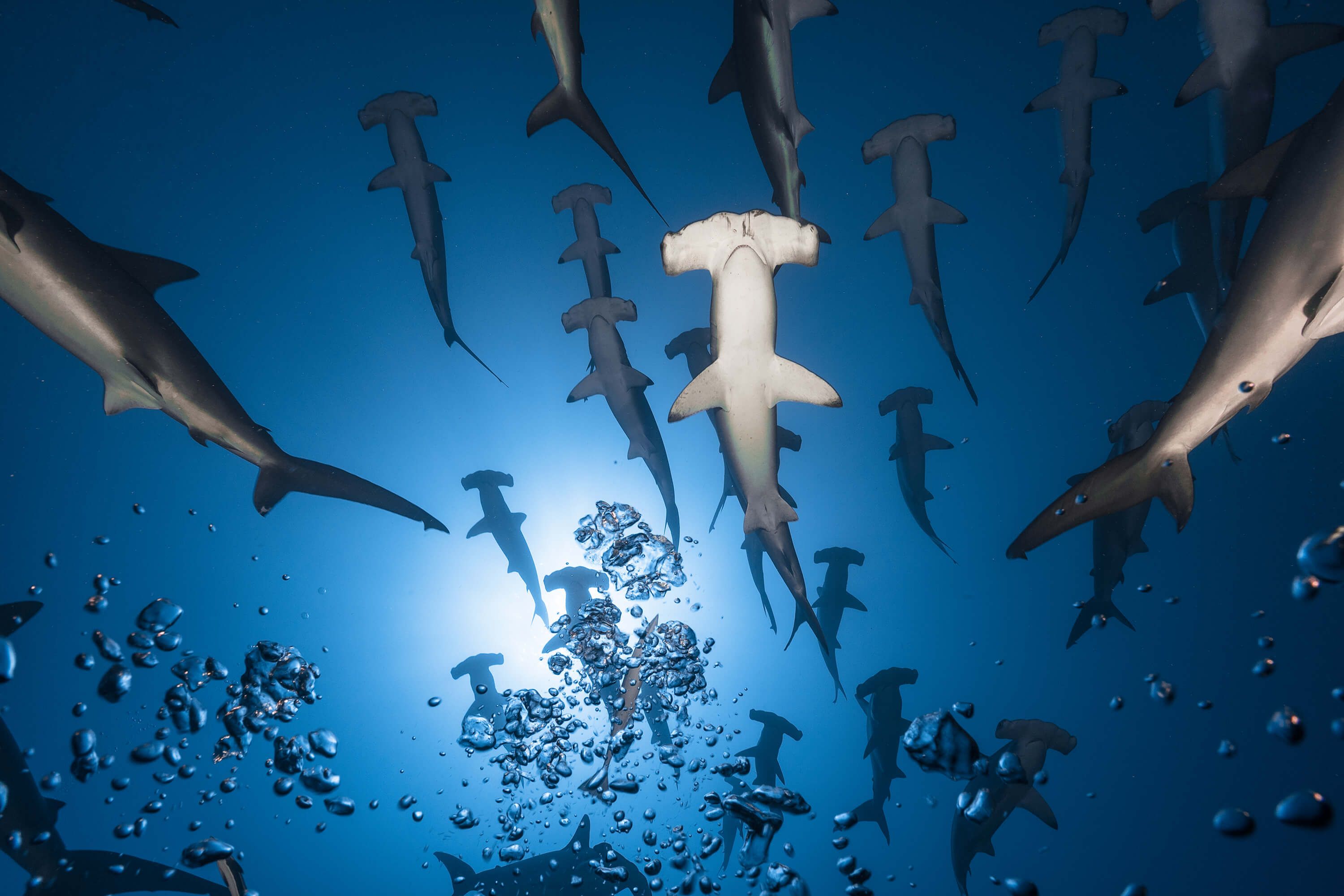Hammerhead Shark Hammerhead Shark