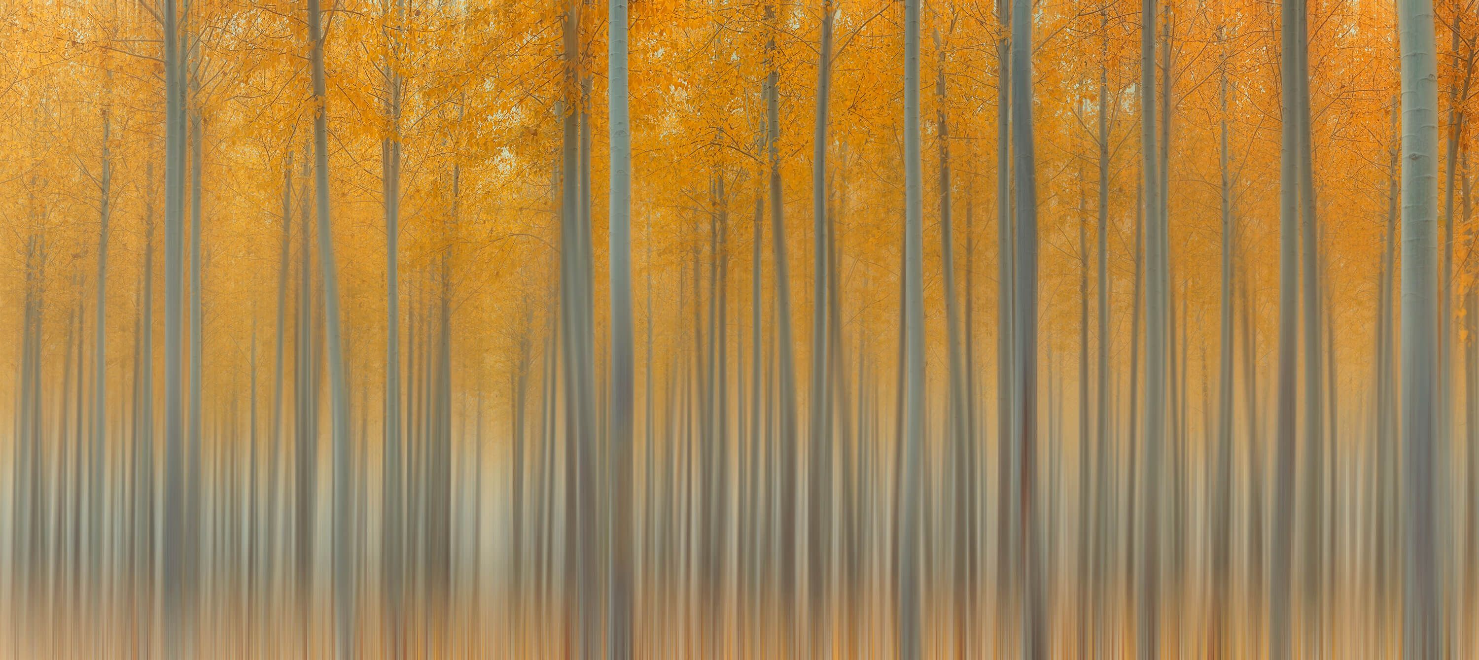 Autumn Delight Autumn Delight