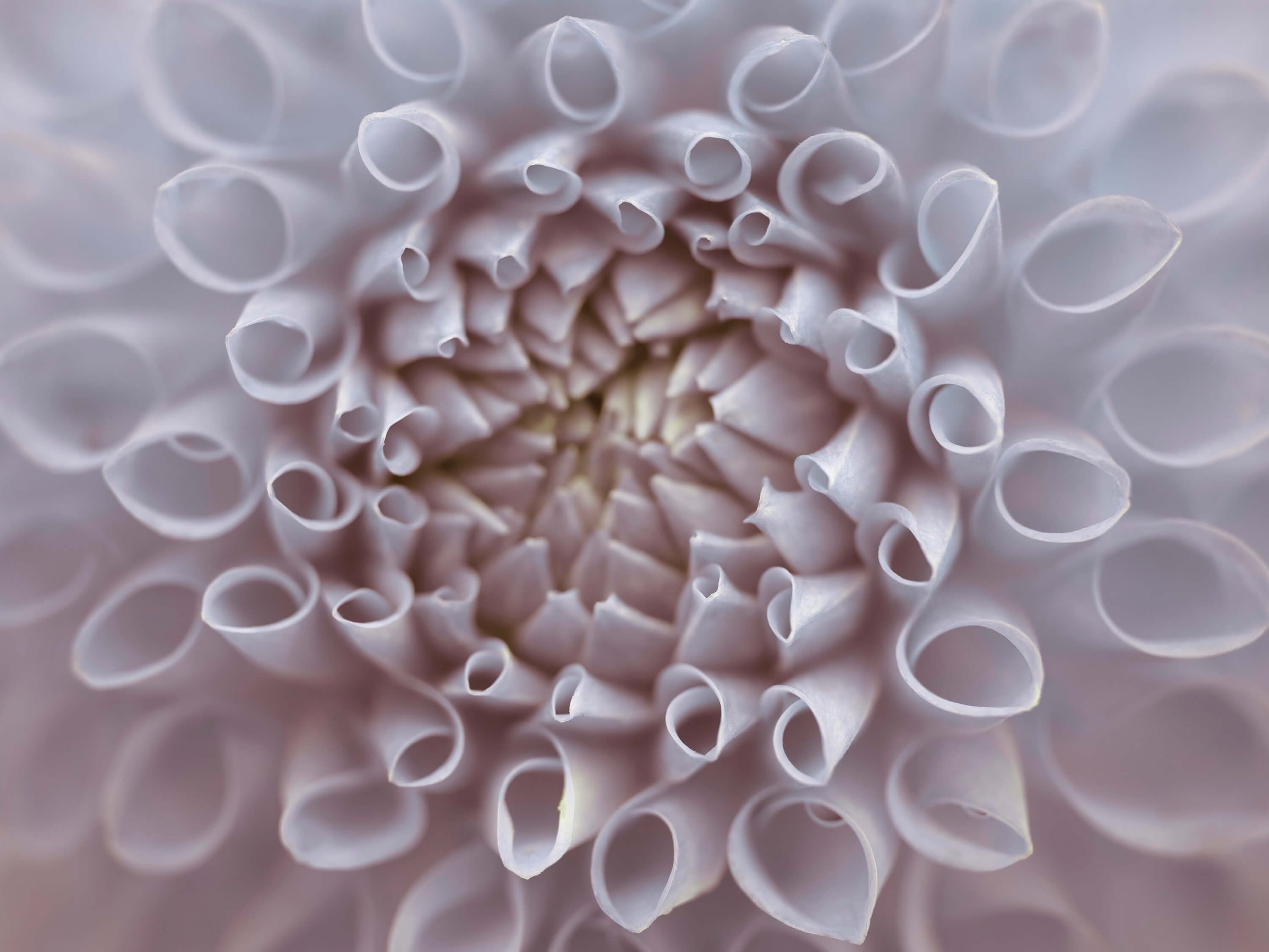Dahlia close-up Dahlia close-up