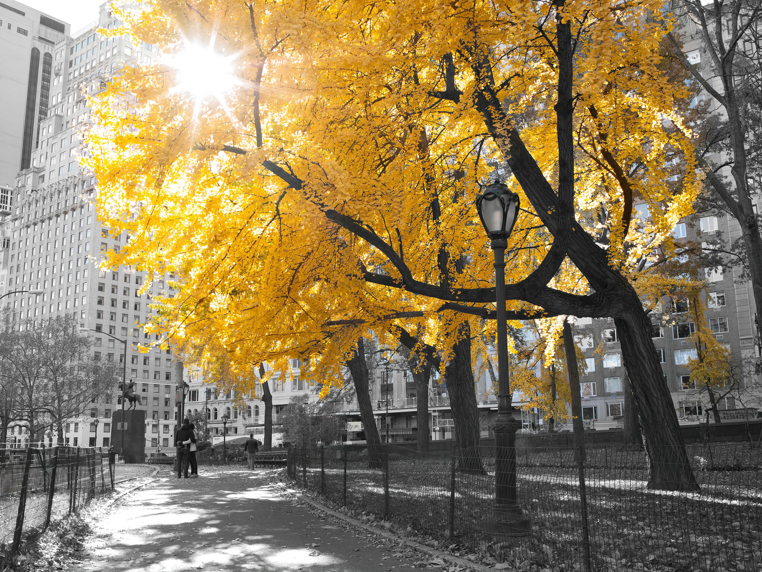Een pad door Central park Een pad door Central park