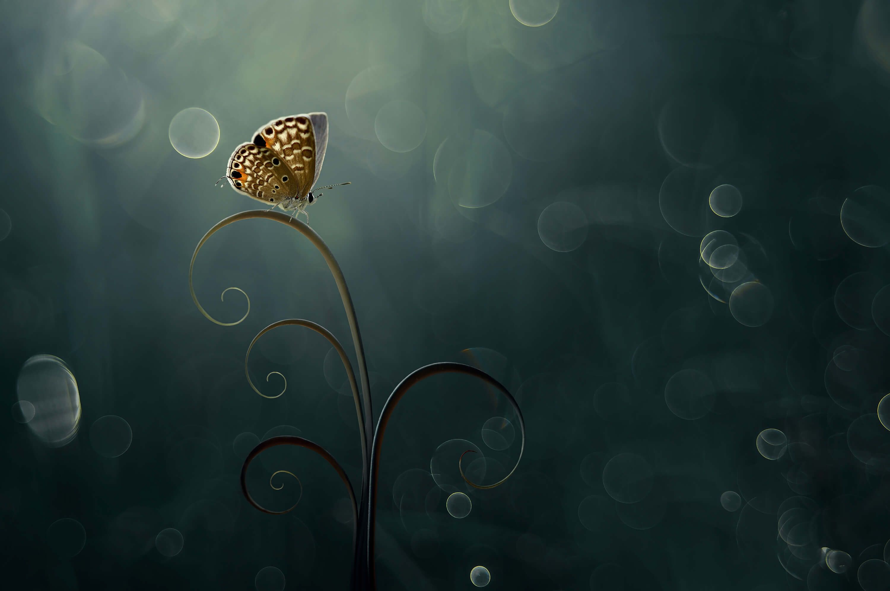 Butterfly in the Morning with Bokeh Butterfly in the Morning with Bokeh