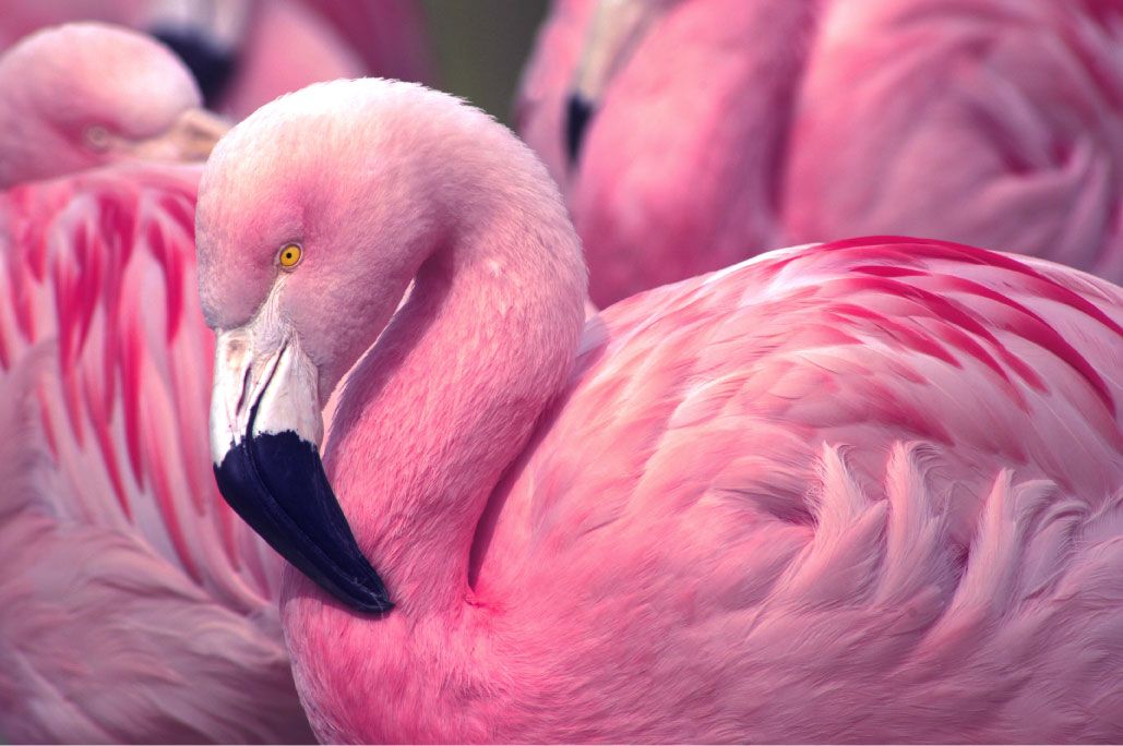 wallpaper Close-up Flamingo