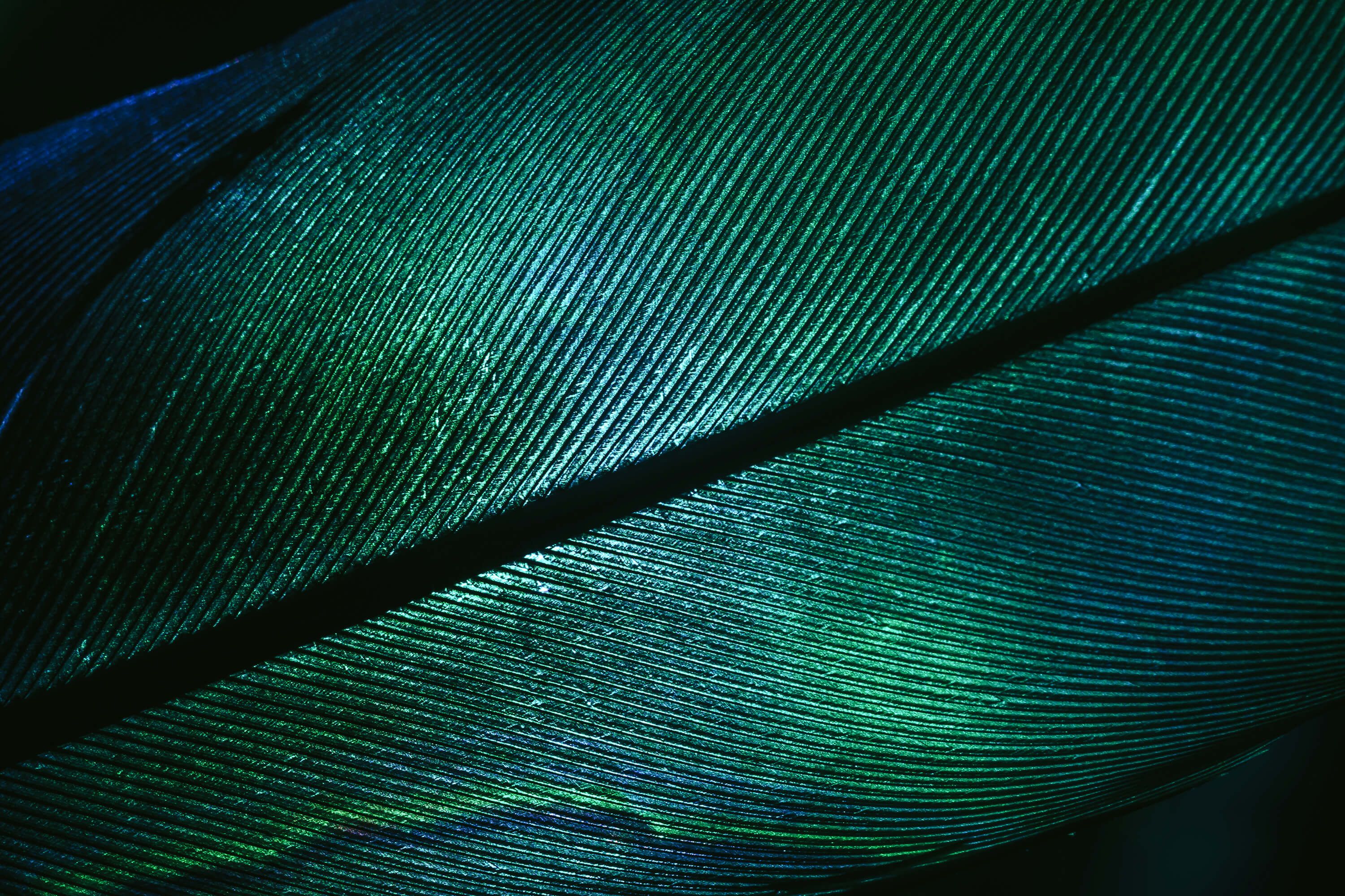 wallpaper Close-up veer wallpaper Close-up veer