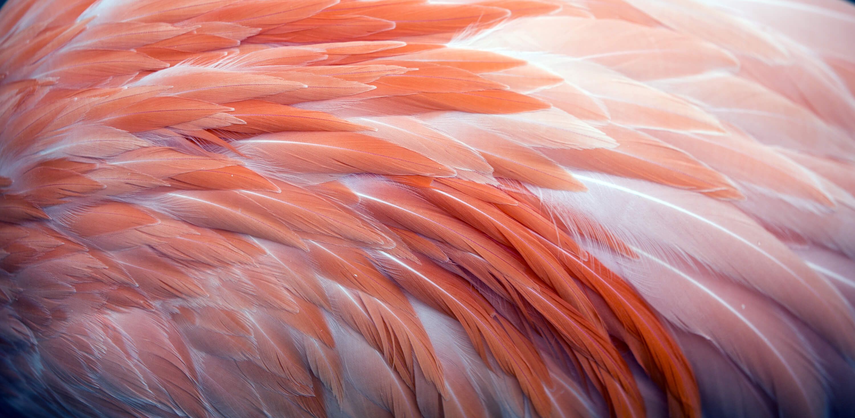  Close-up flamingo veren