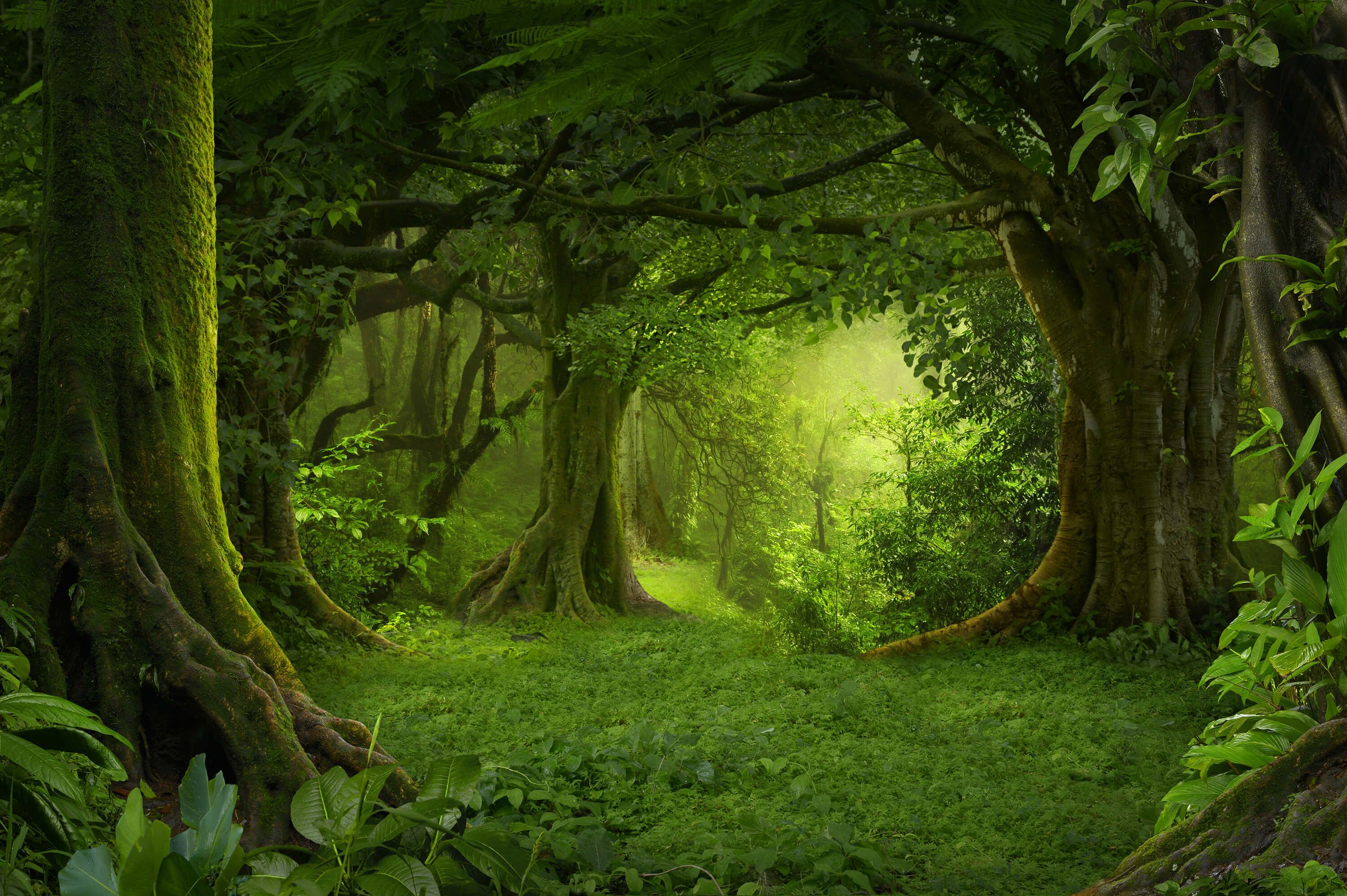 wallpaper Groene jungle wallpaper Groene jungle