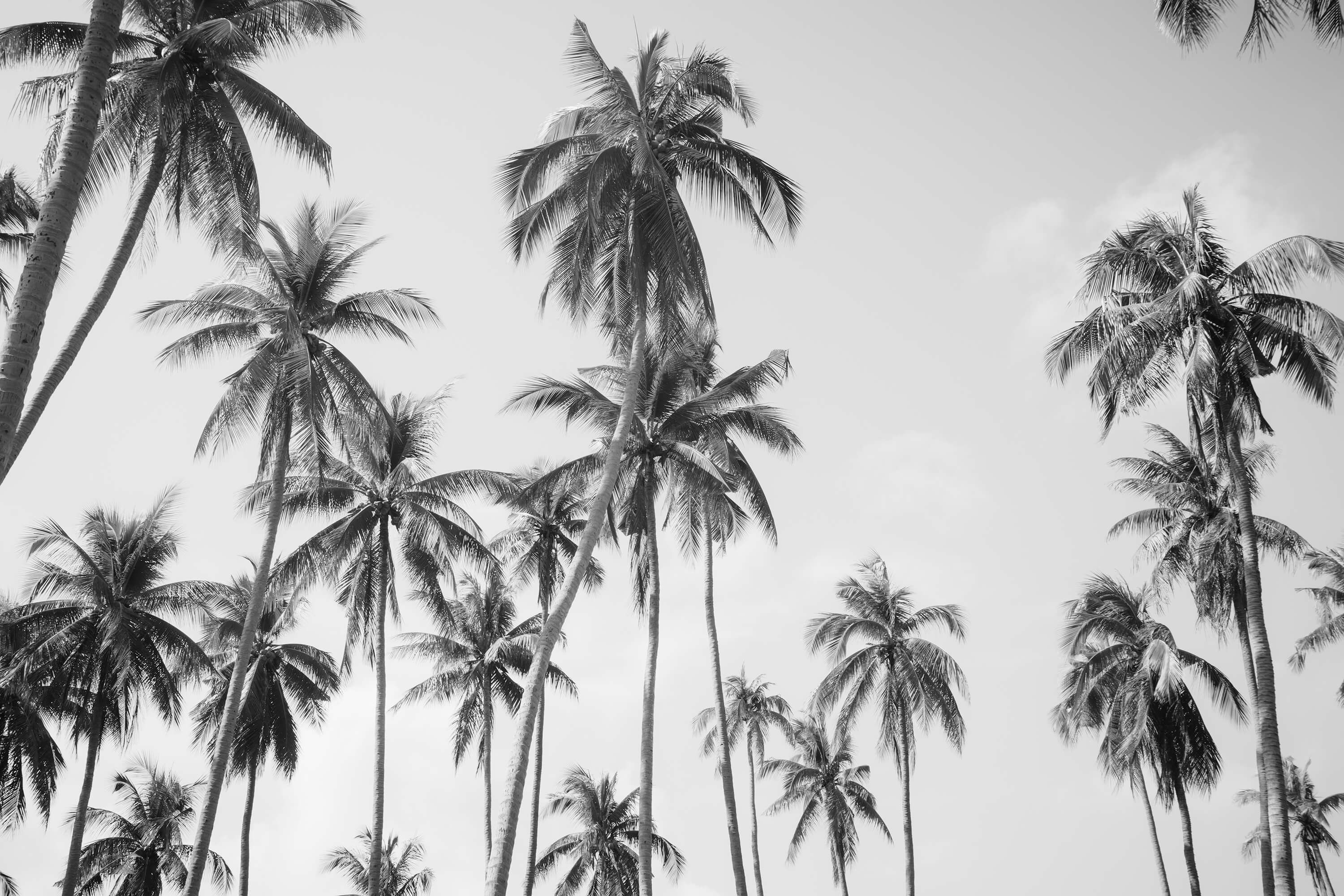 wallpaper Palmbomen in zwart-wit