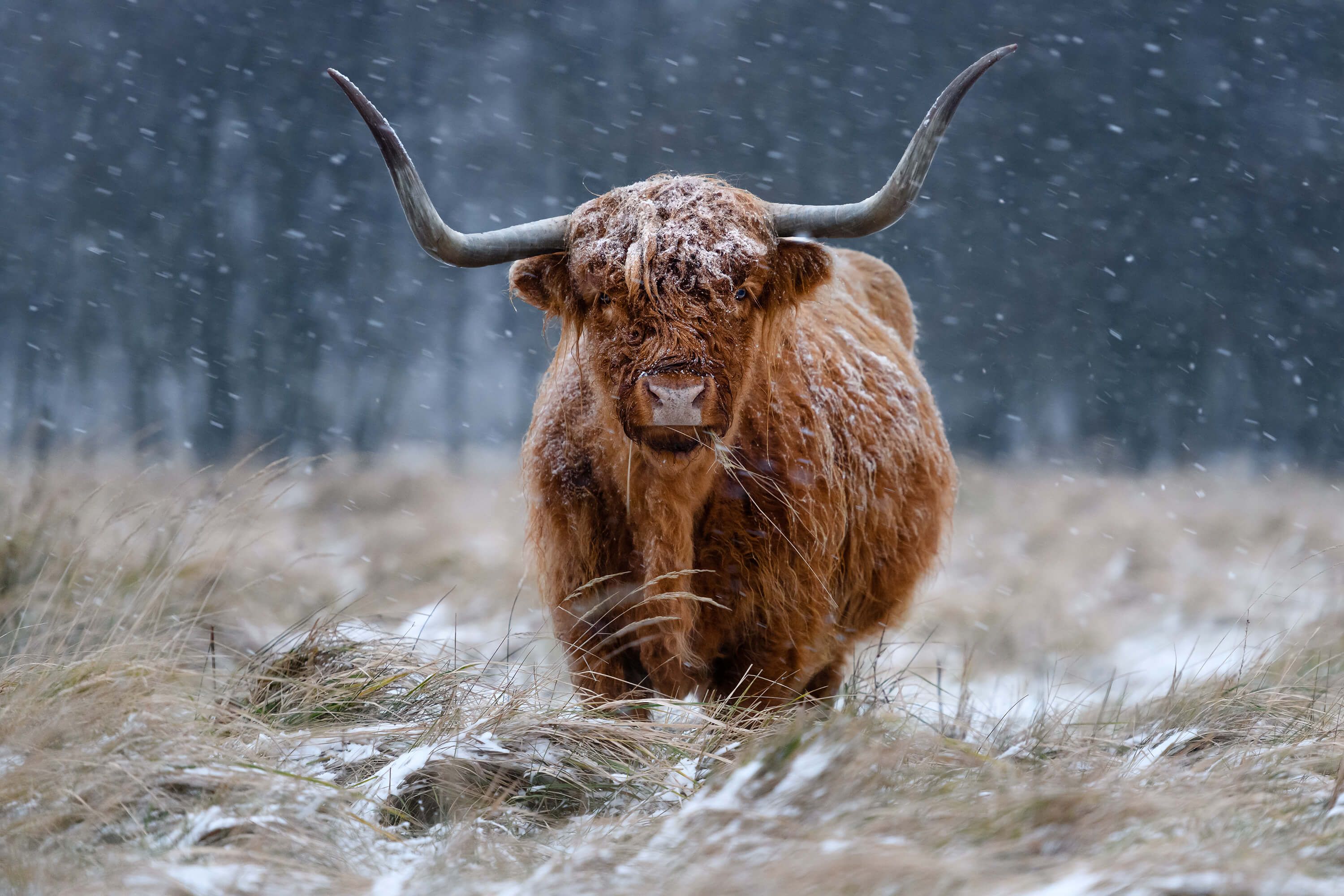 wallpaper Snowy Highland cow