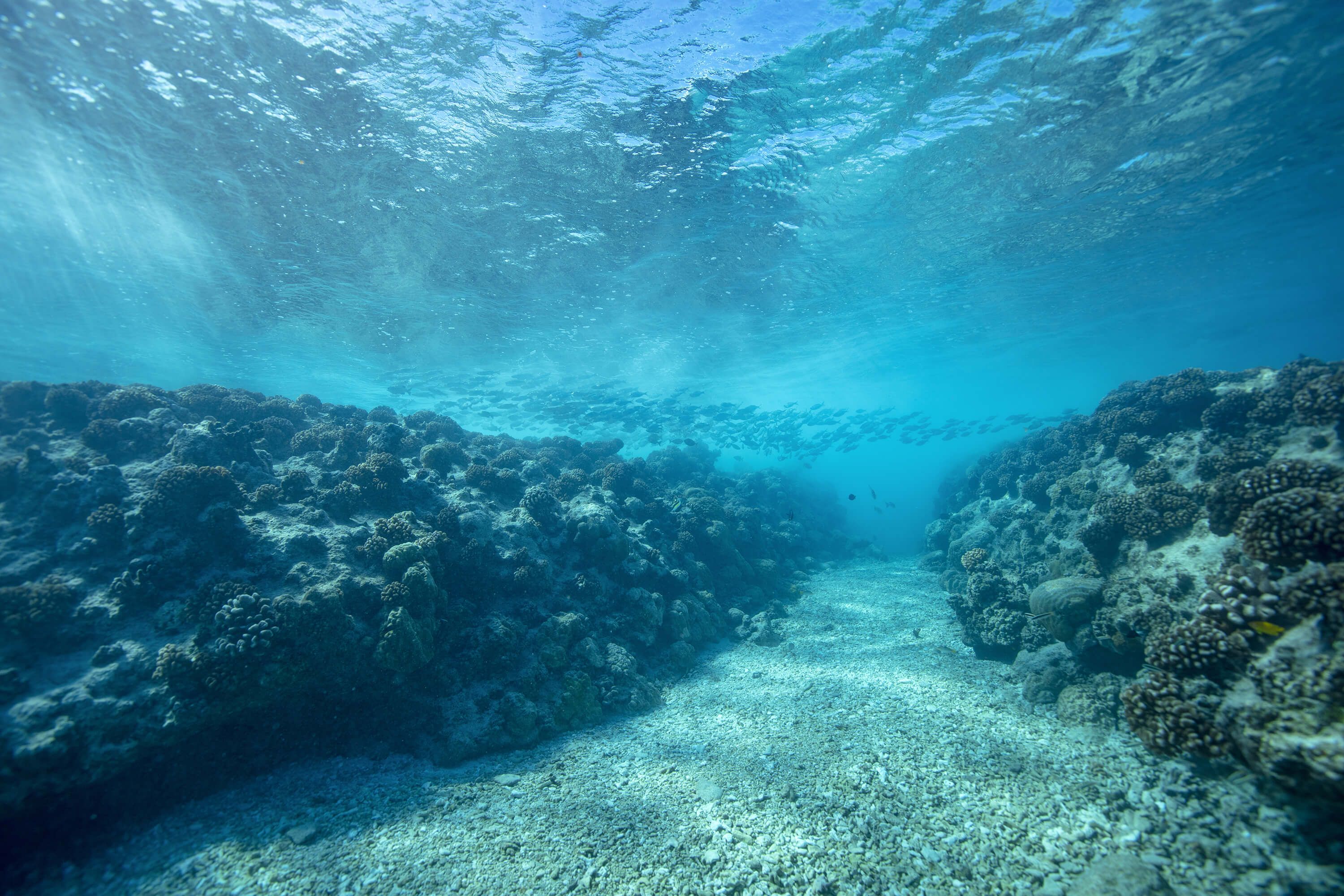Wallpaper Onderwaterwereld met koraal