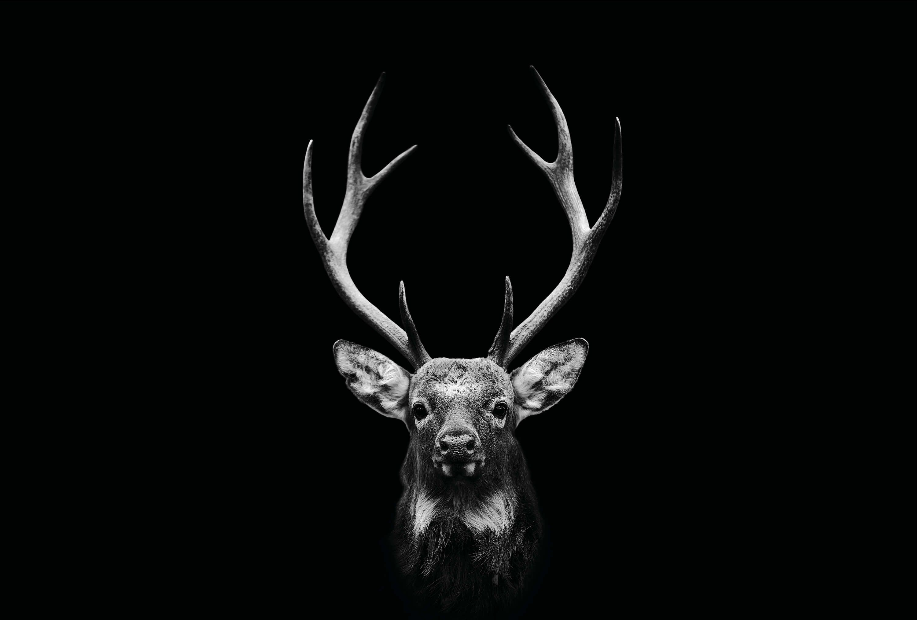 wallpaper Dark Deer