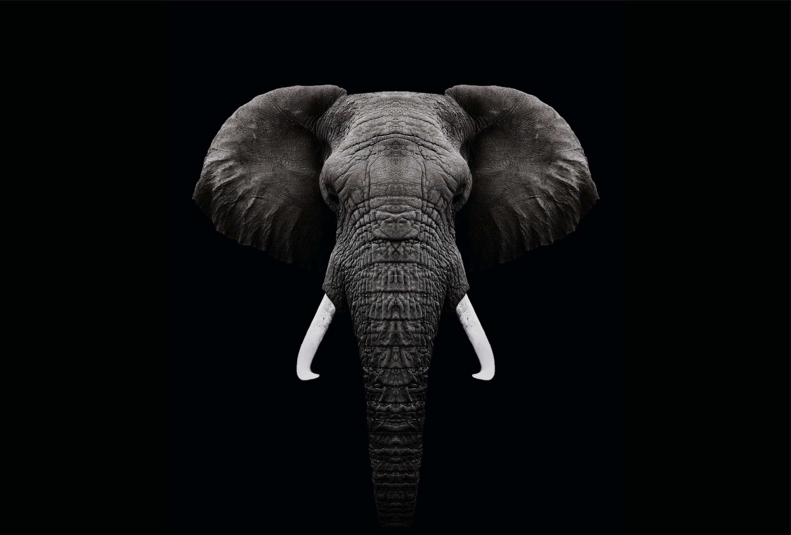 wallpaper Dark Elephant