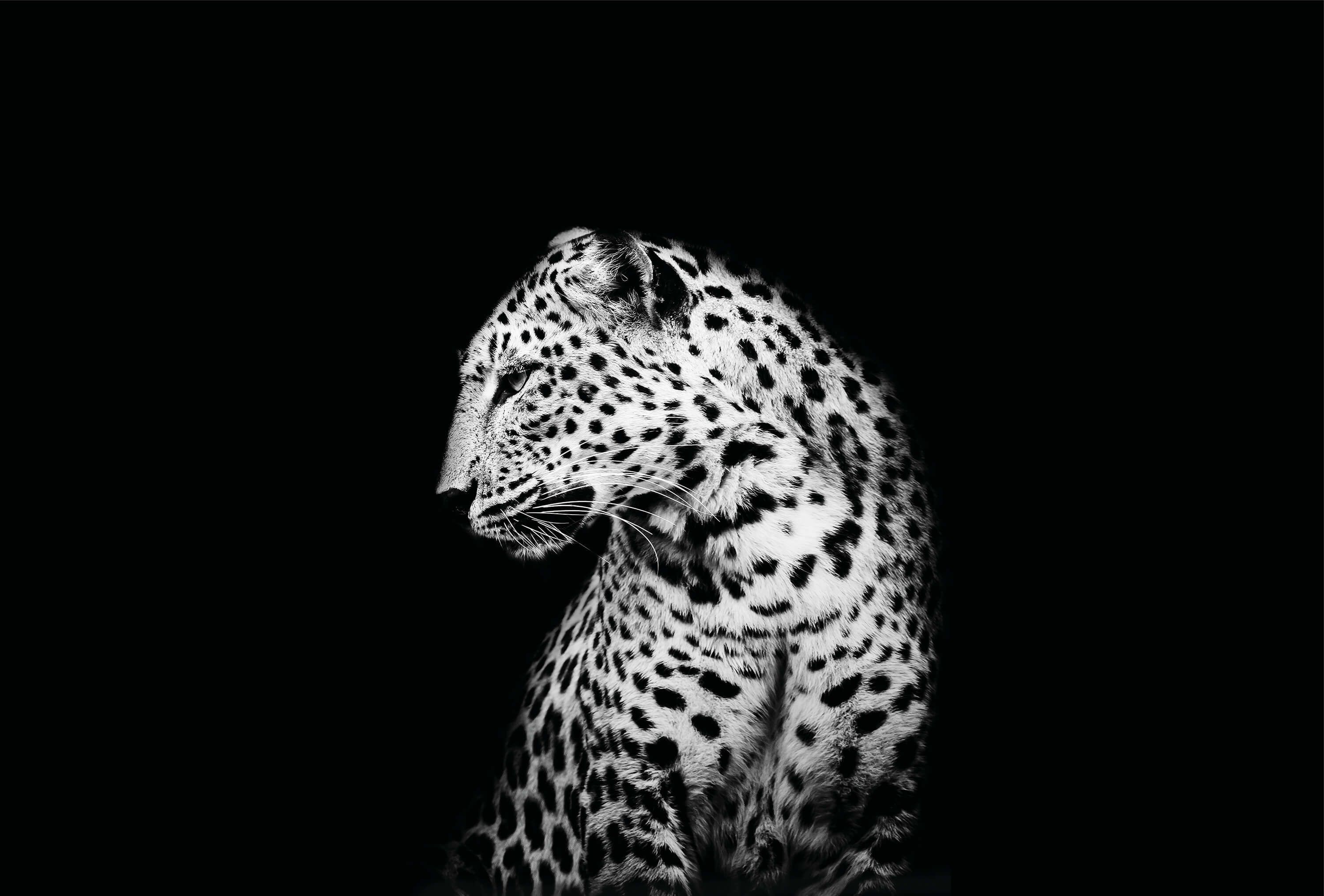 wallpaper Dark Leopard