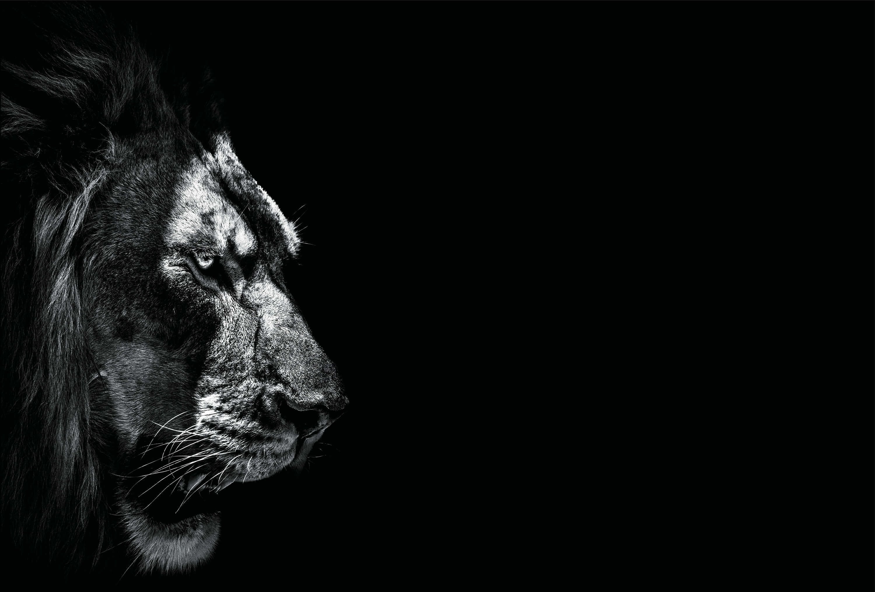 wallpaper Dark Lion