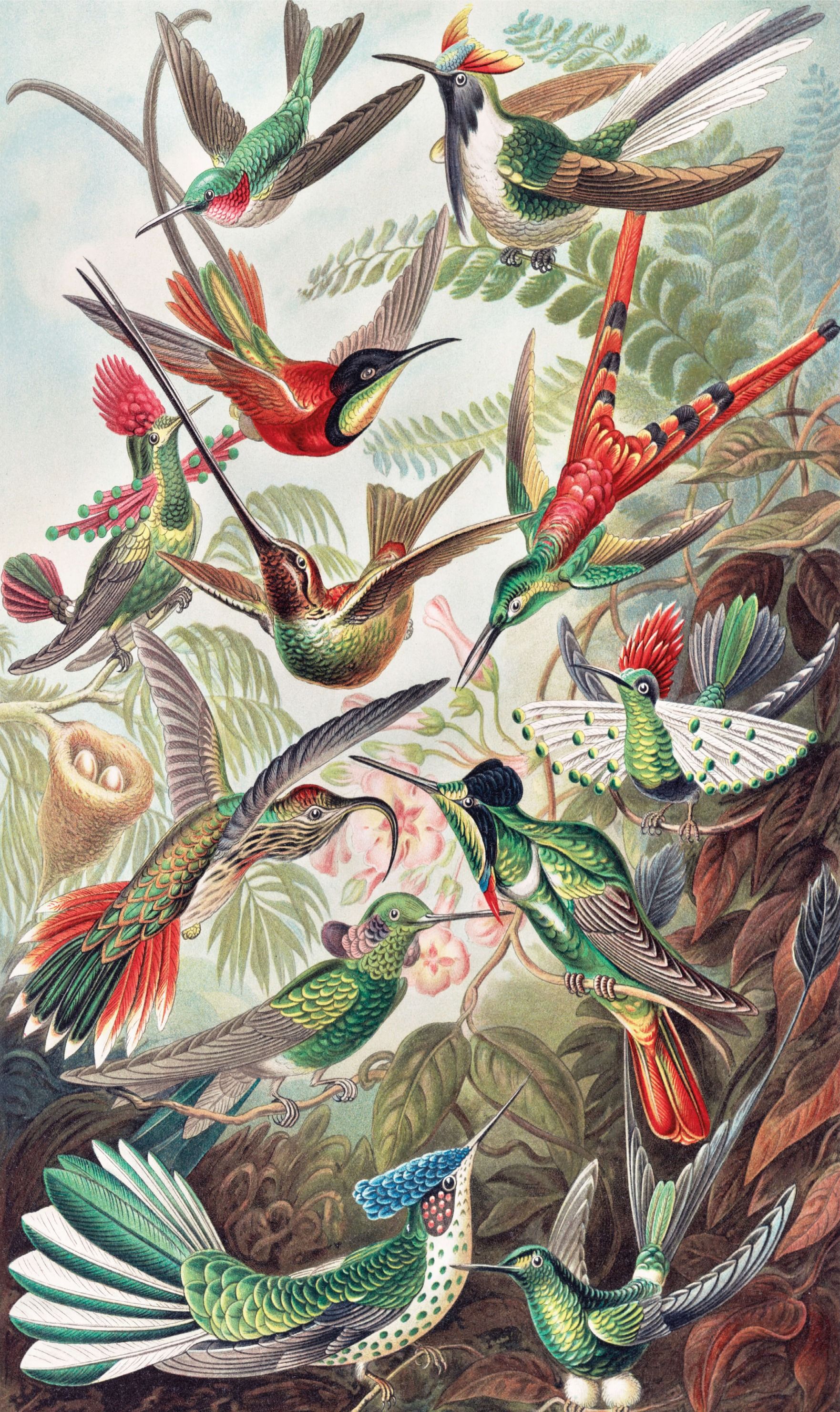 wallpaper Hummingbirds
