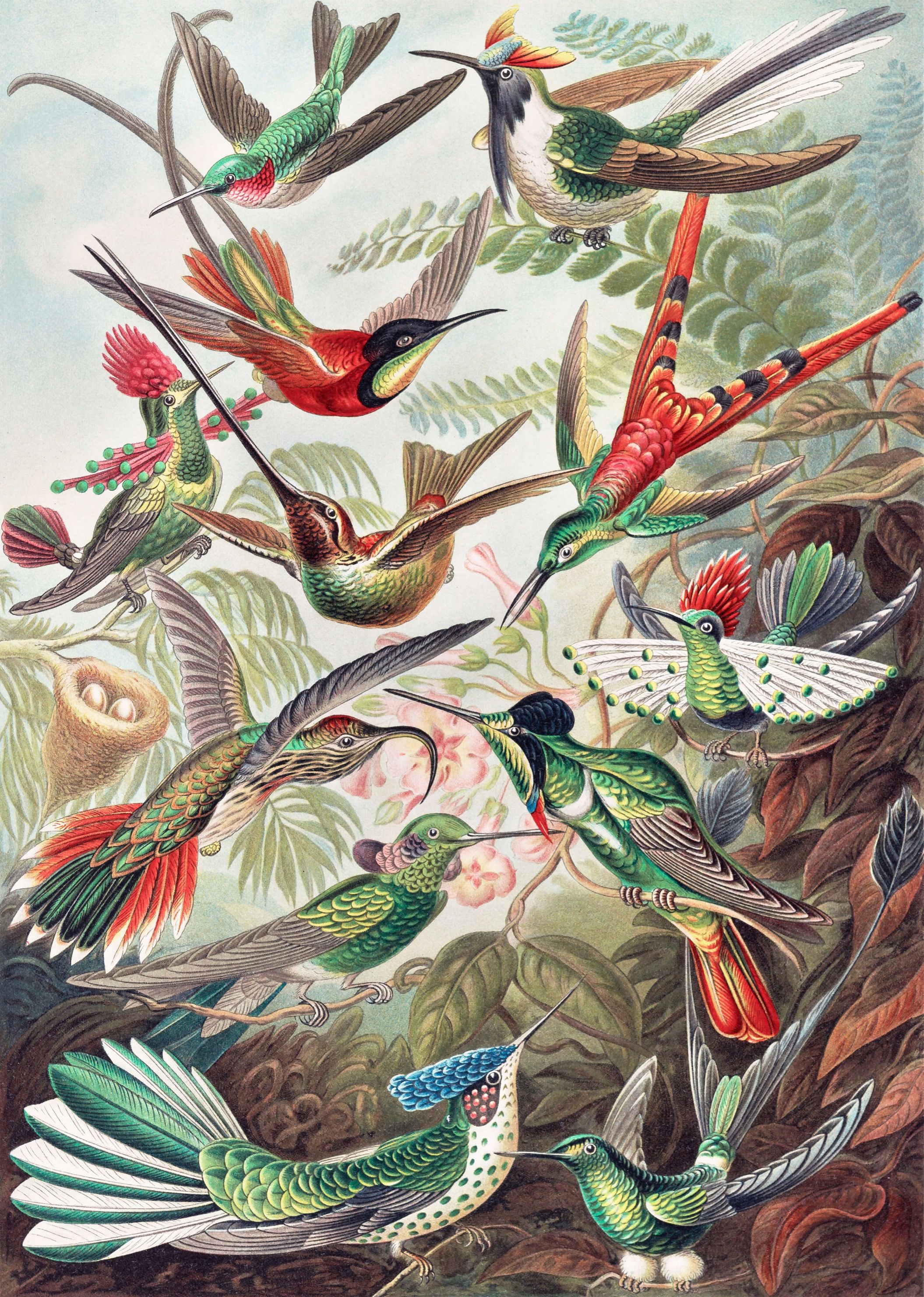 wallpaper Hummingbirds