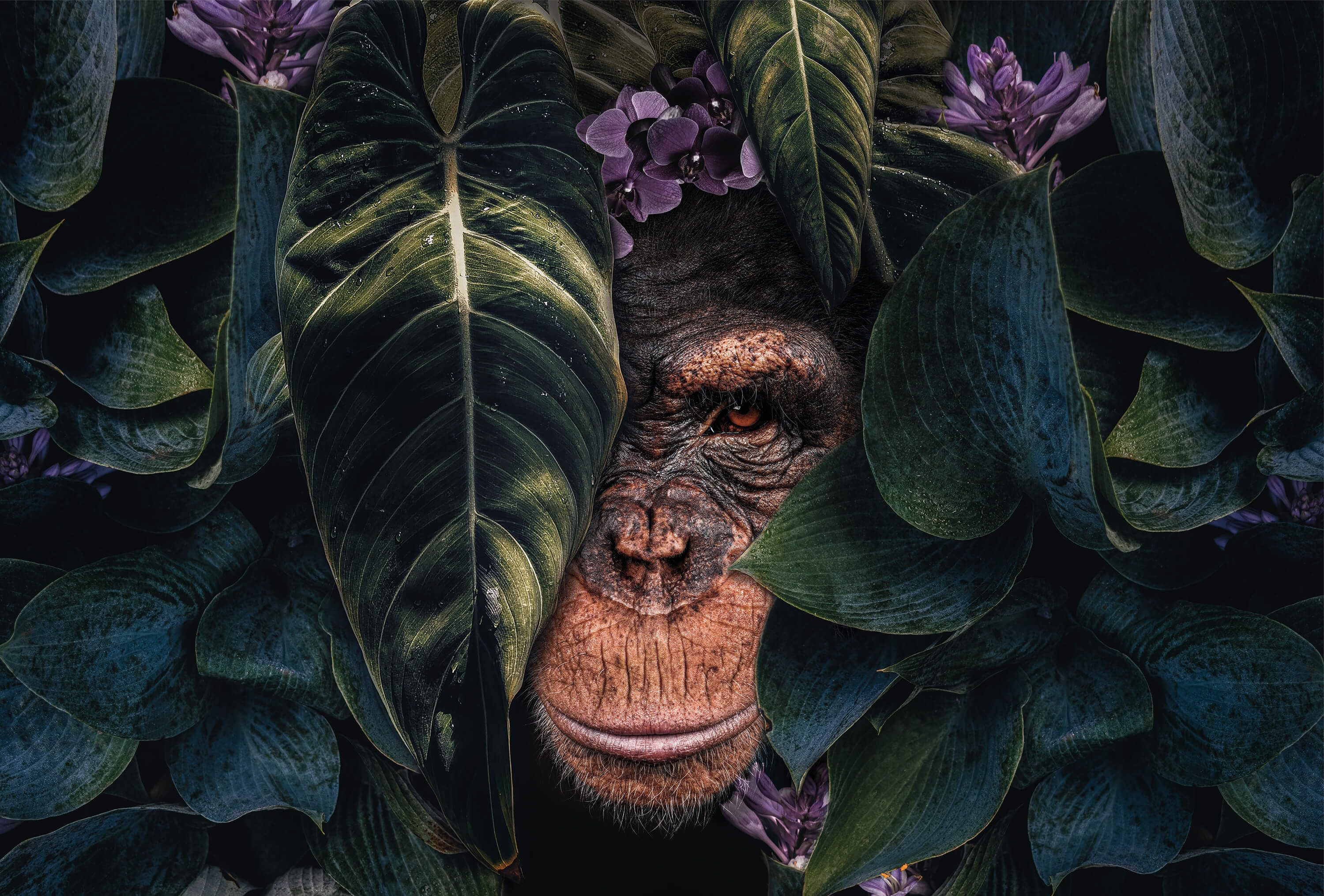 wallpaper Jungle Chimpanzee