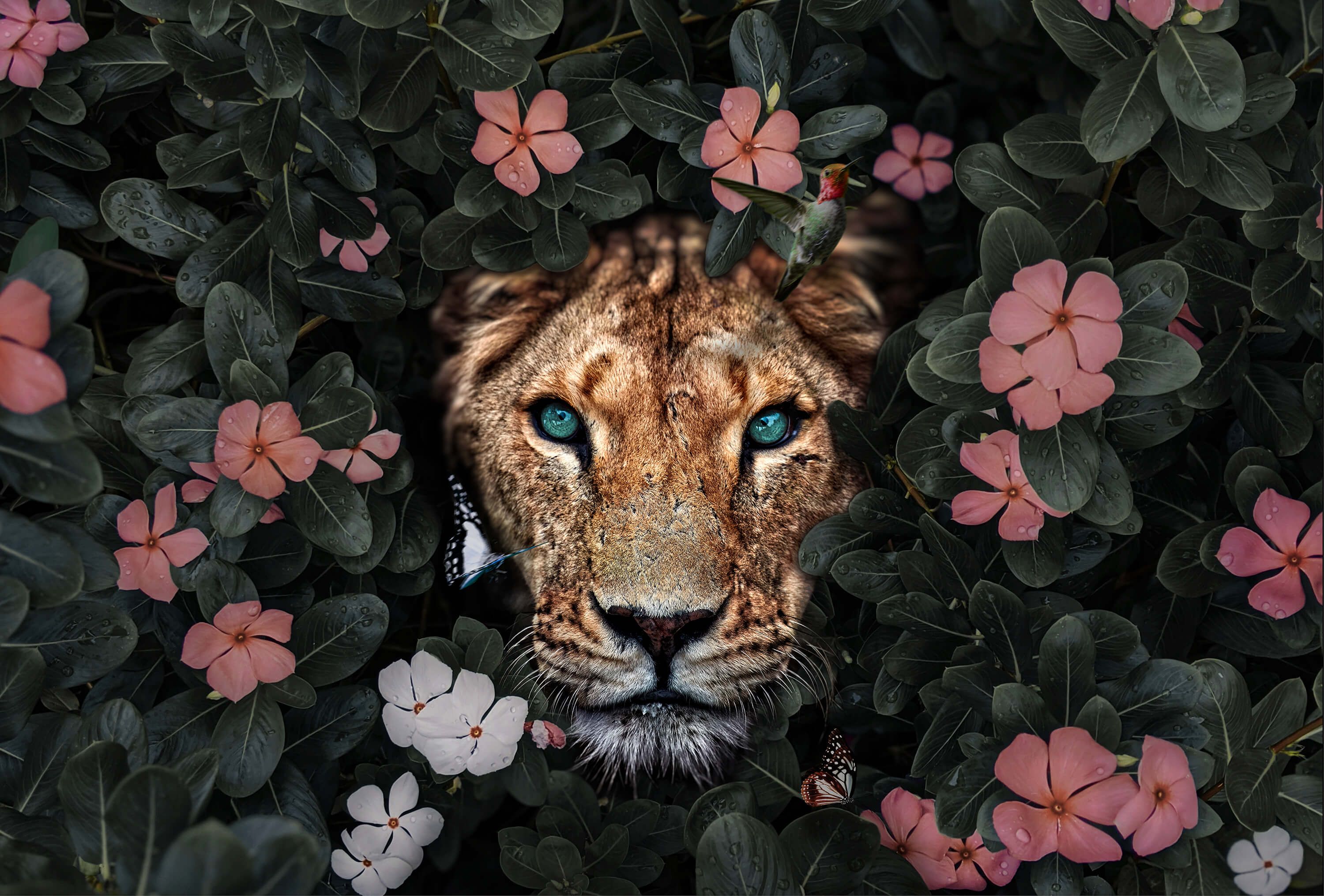 wallpaper Jungle Lioness