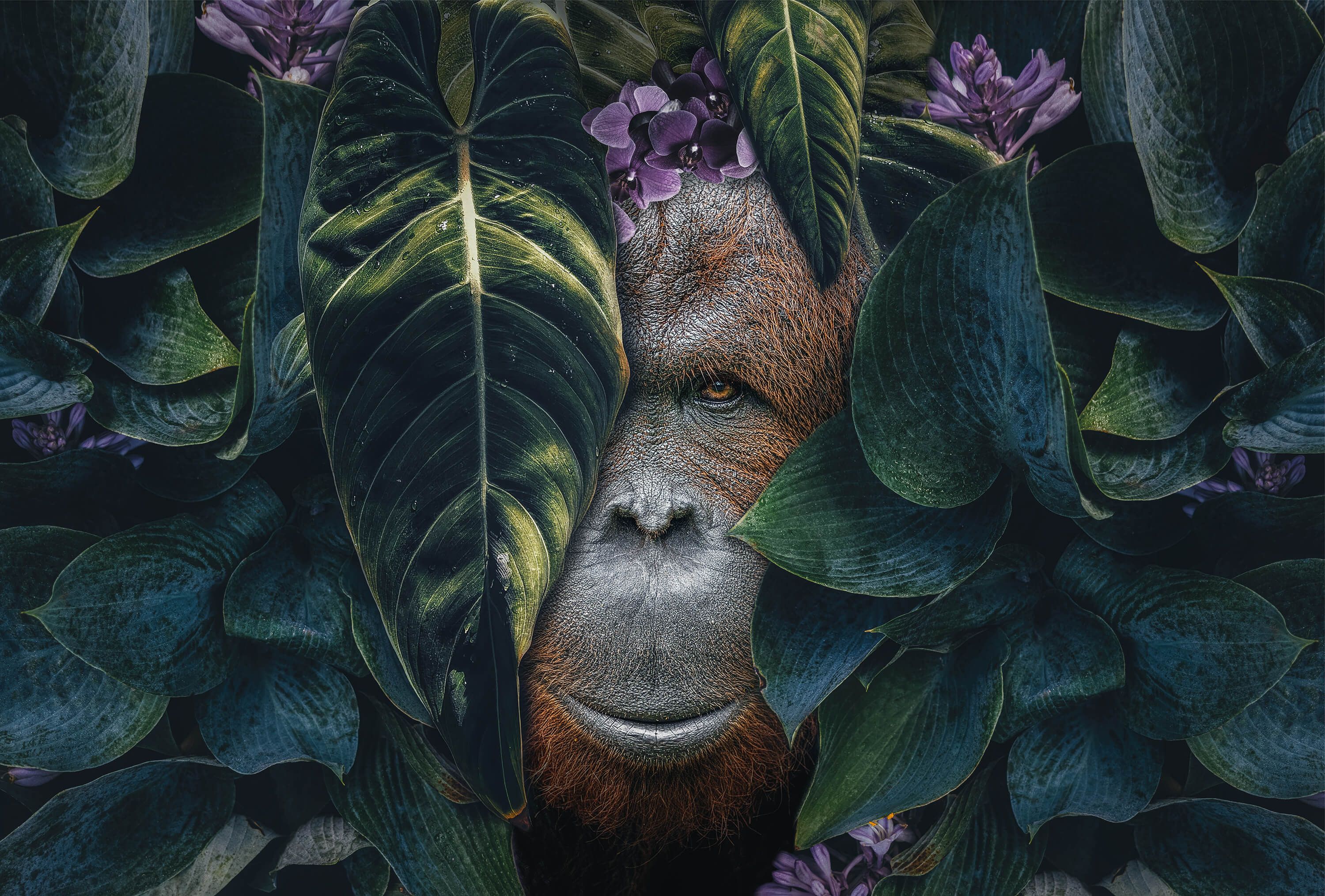 wallpaper Jungle Orangutan