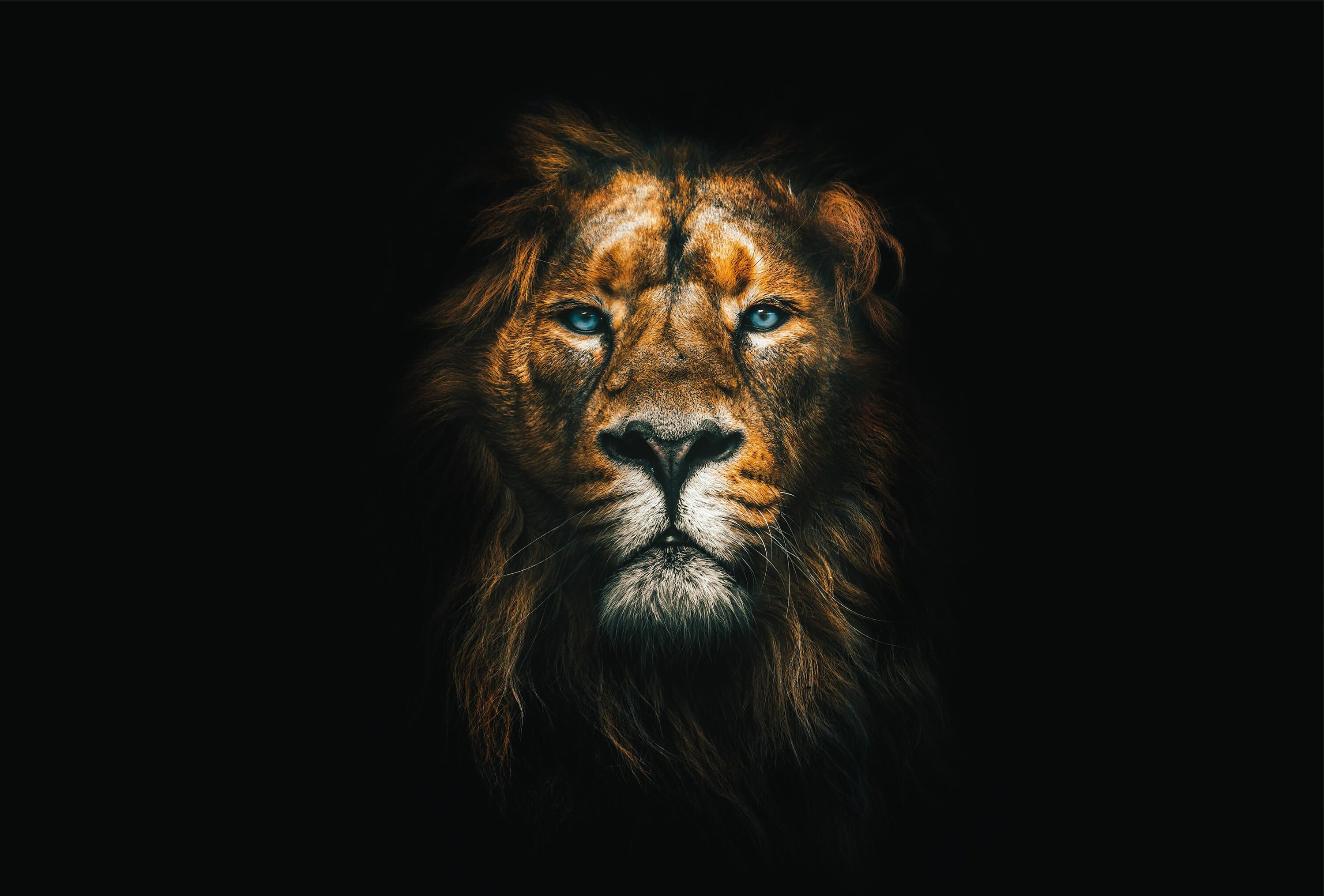 wallpaper Lion