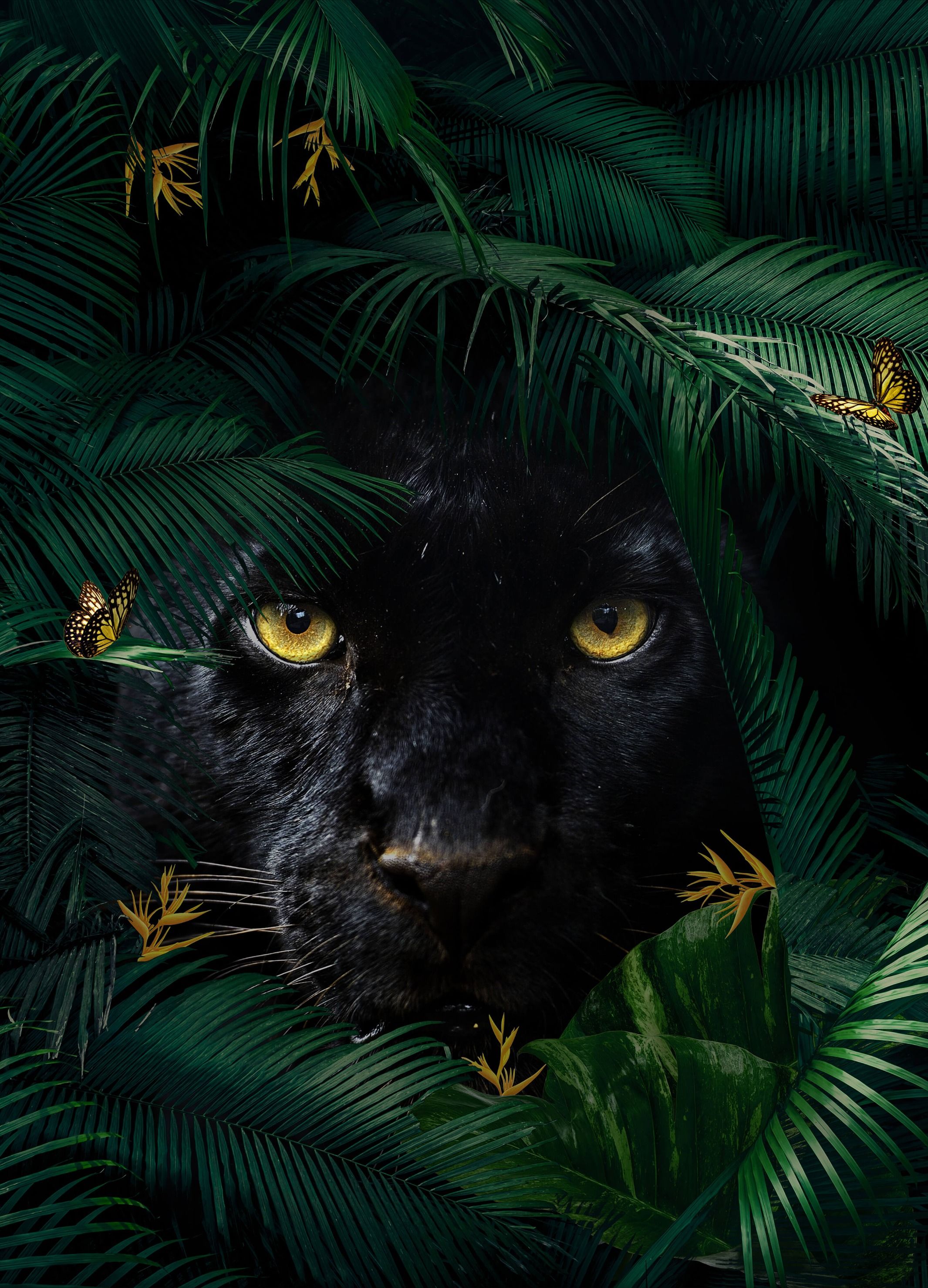wallpaper Jungle Panther Portret