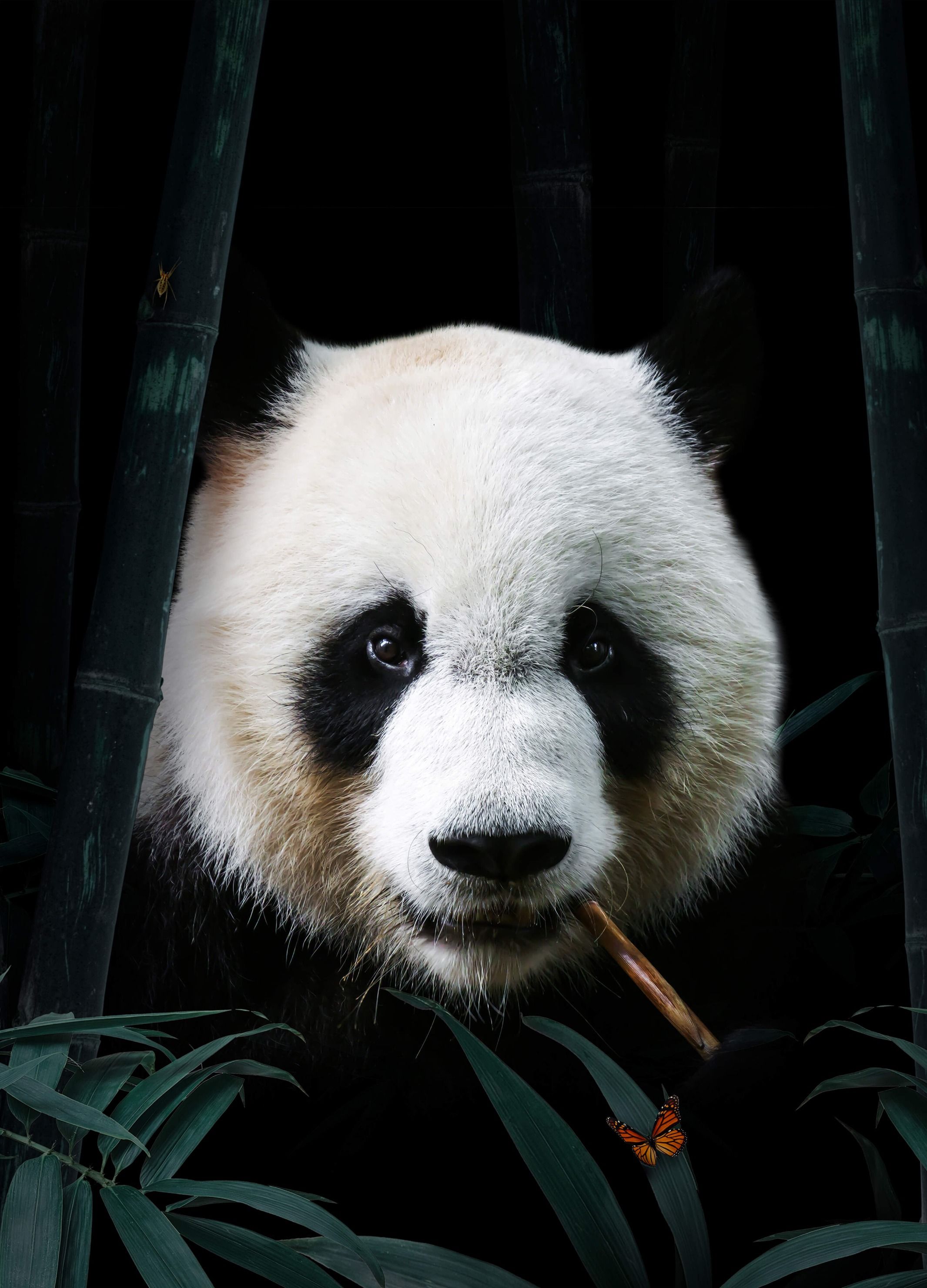wallpaper Panda Portret