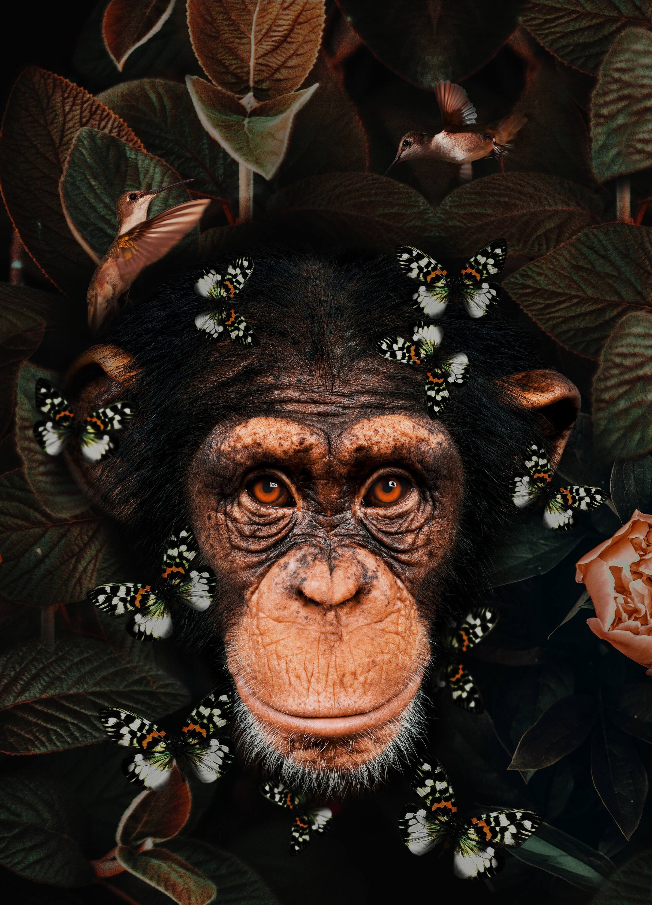 wallpaper Tropical Chimpanzee Portret