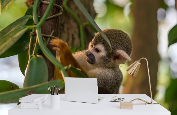 Blazen mager Uitbarsten Kleine aap in de bomen - Fotobehang