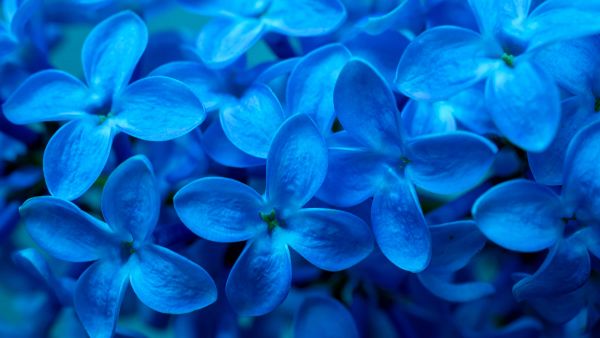 blauwe bloemen Fotobehang