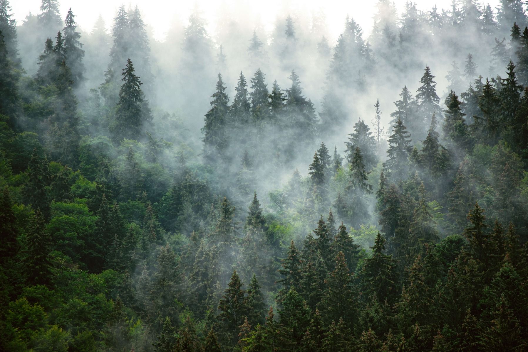 Mistig landschap met groene bomen main product photo
