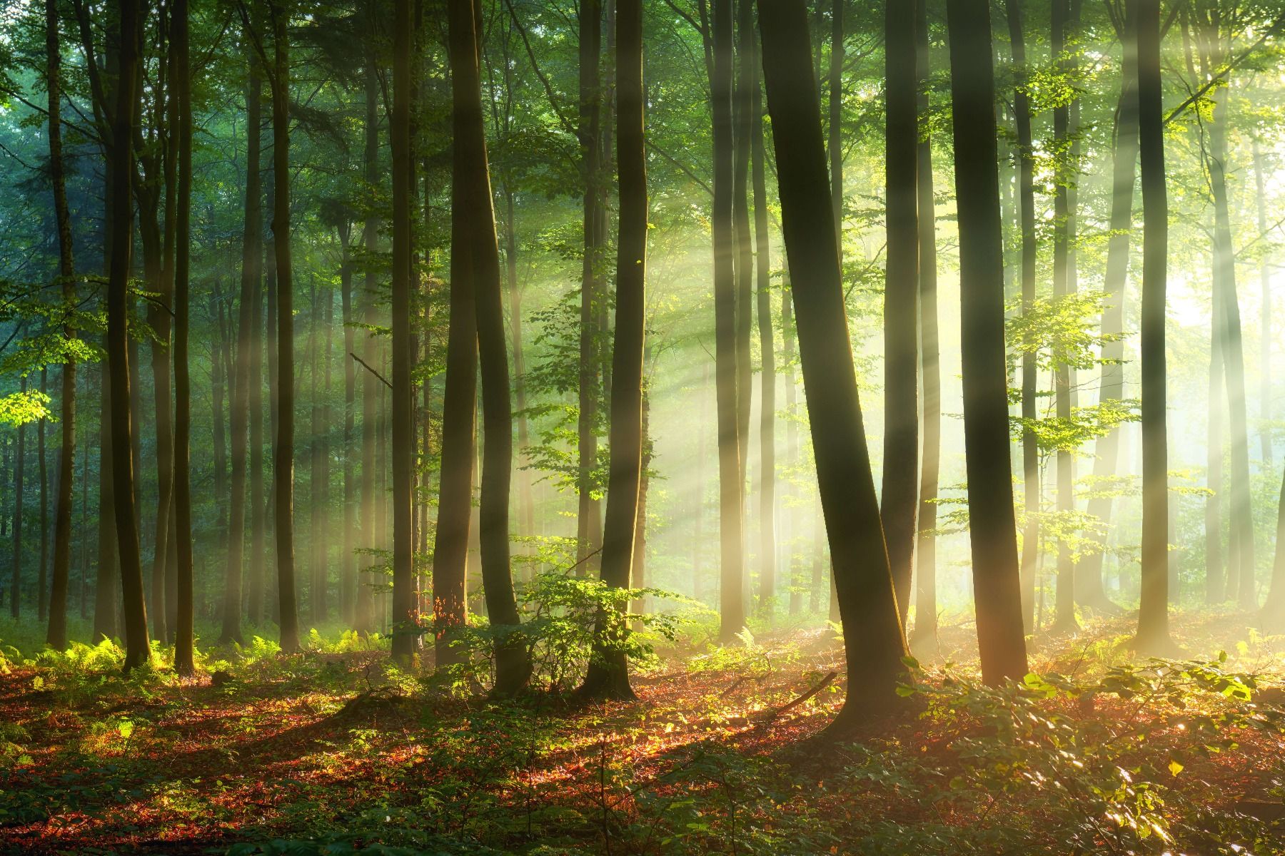 gemeenschap Ontwarren Diverse Ochtendzon tussen de bomen - Fotobehang