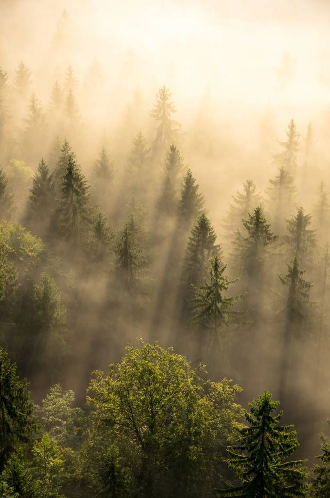 Mistige dennenbomen Mistige dennenbomen