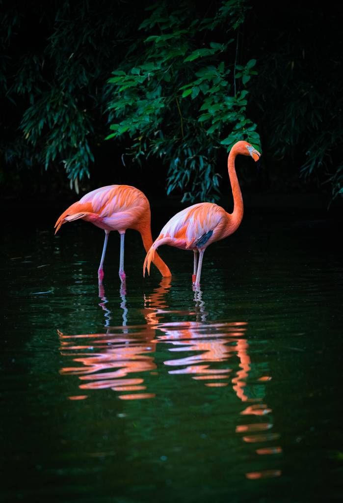 Twee Caribische flamingos Twee Caribische flamingos