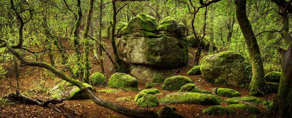 Betoverend bos Betoverend bos