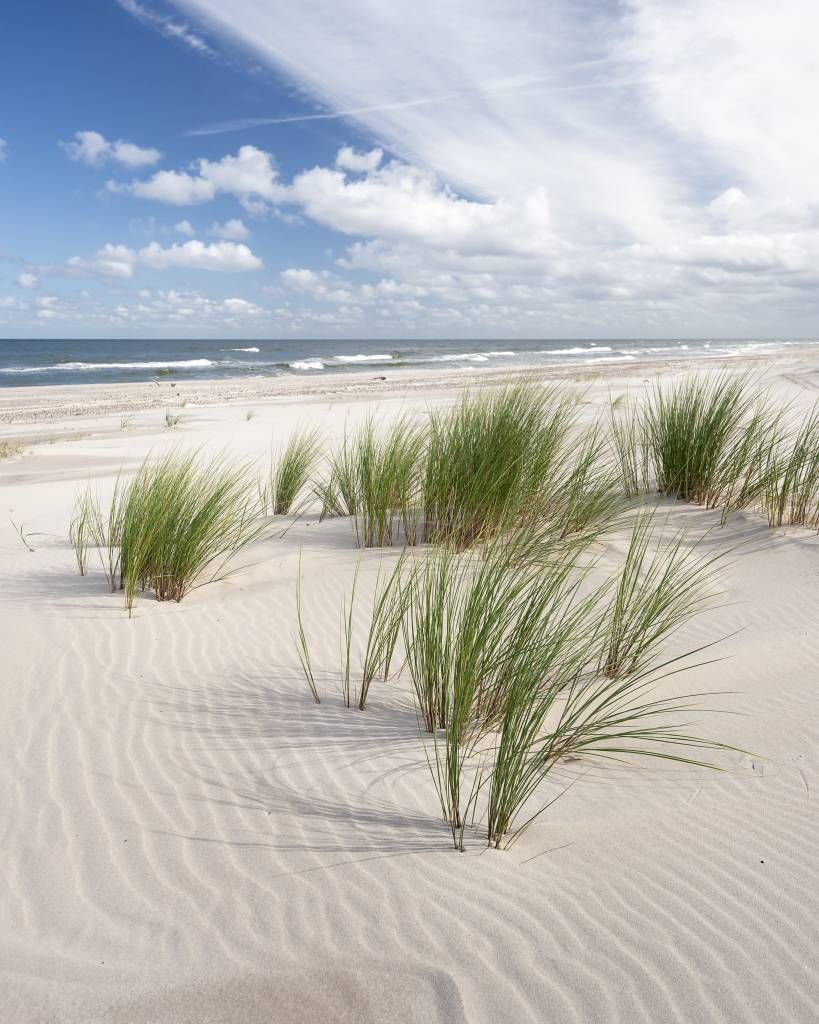 Strand met duinplanten main product photo