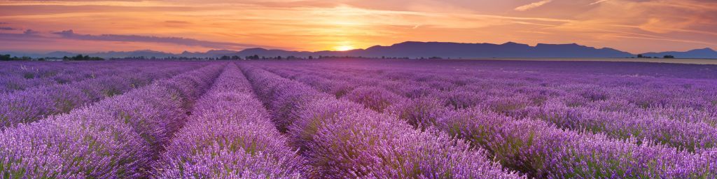 Veld vol lavendel Veld vol lavendel
