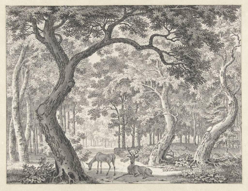 Bosgezicht met twee herten Bosgezicht met twee herten