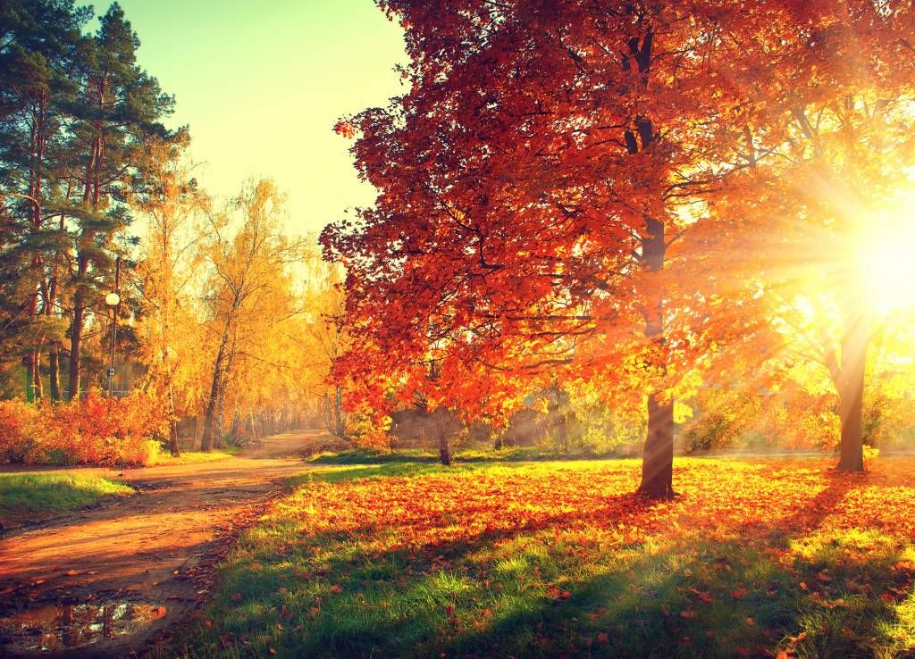 Herfst bomen in zonlicht Herfst bomen in zonlicht