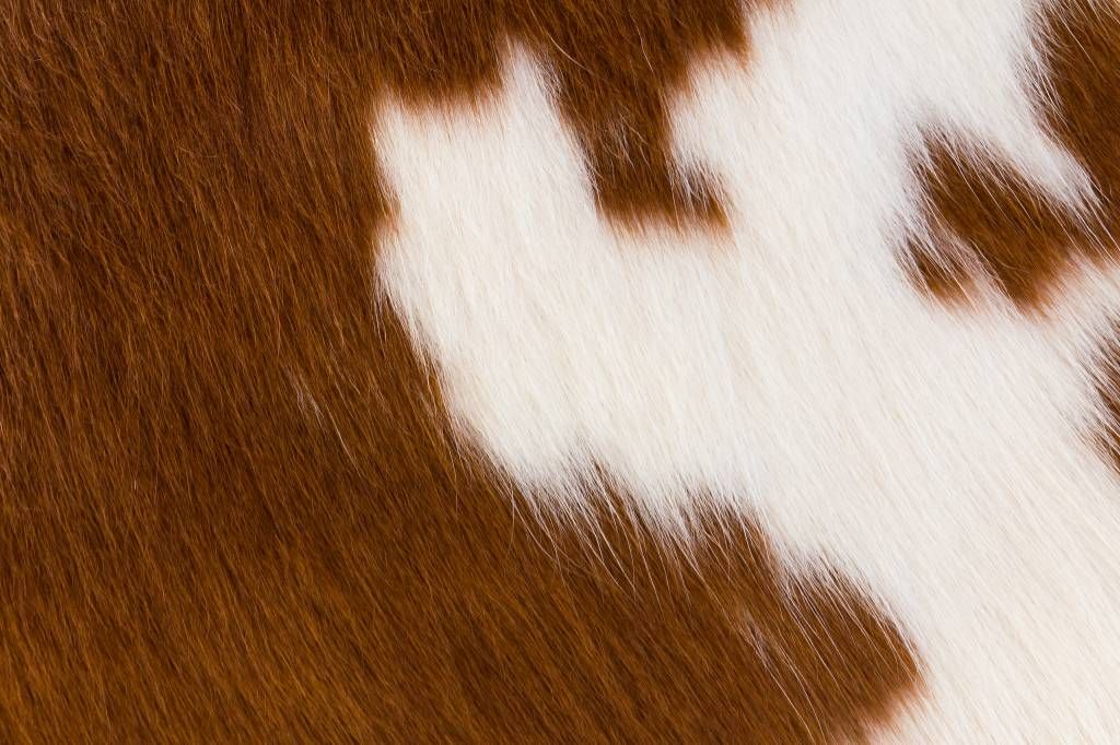 aanpassen studie Vanaf daar Koeienhuid roodbonte koe op fotobehang - Fotobehang