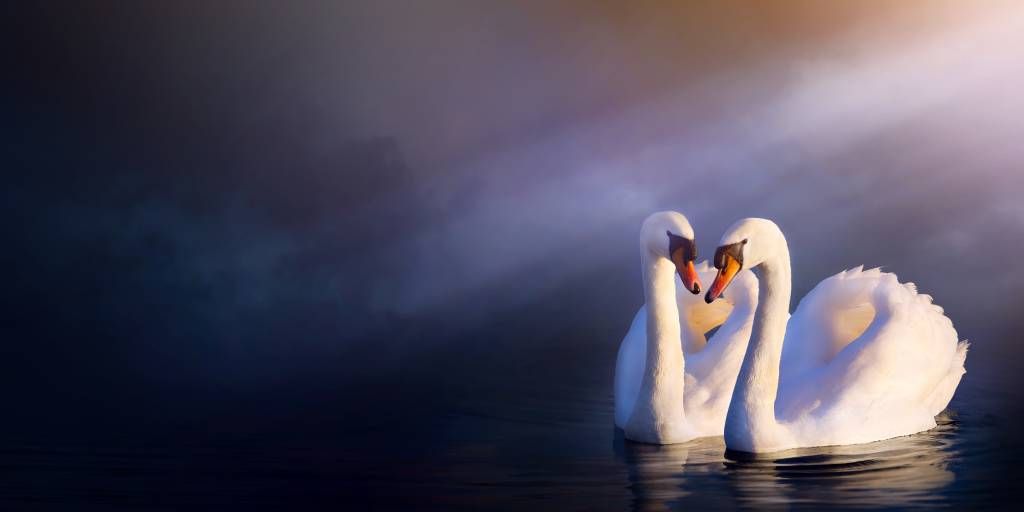 Liefdespaar witte zwanen Liefdespaar witte zwanen