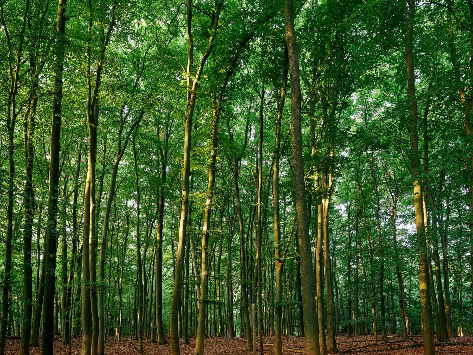 Groen bos Groen bos