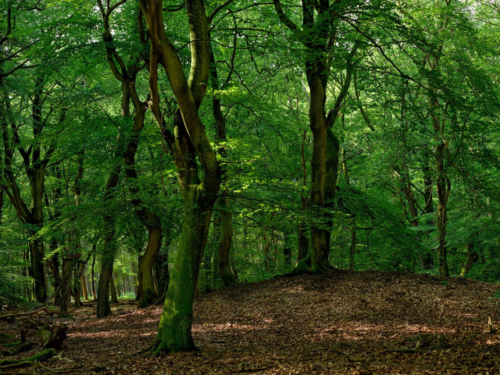 Bomen met groene bladeren Bomen met groene bladeren