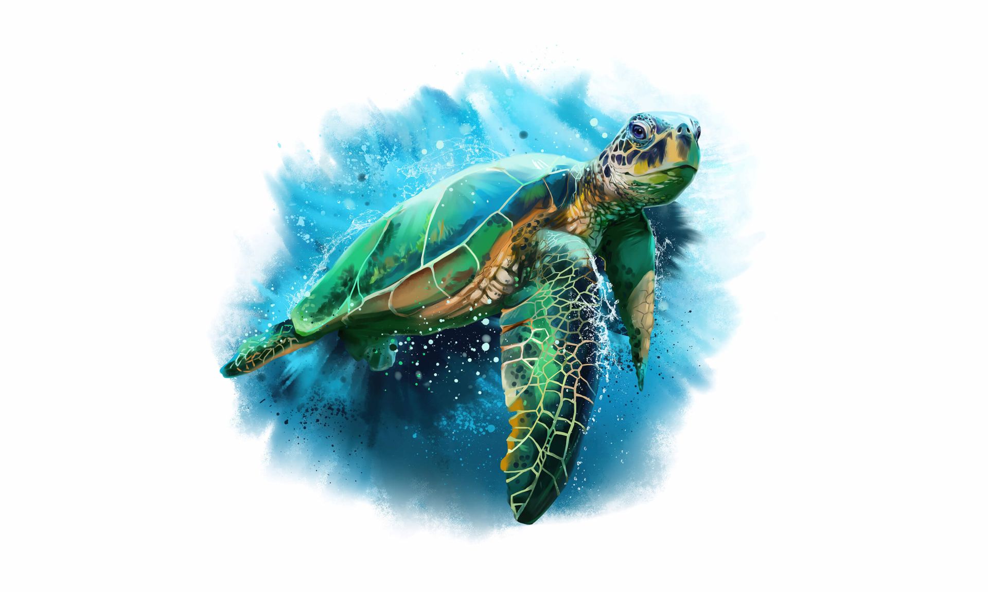 Getekende zeeschildpad Getekende zeeschildpad