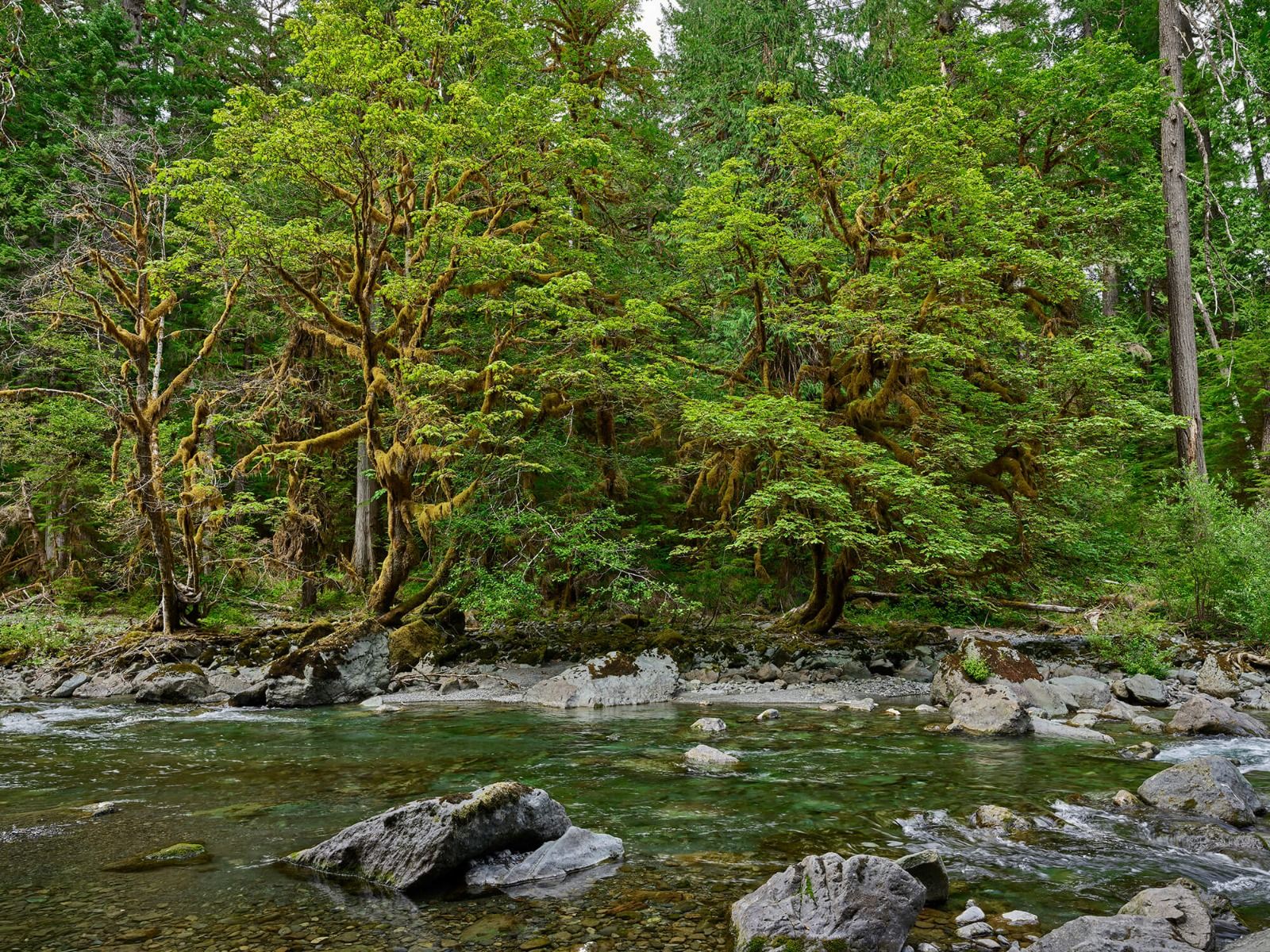 Rivier met bomen Rivier met bomen