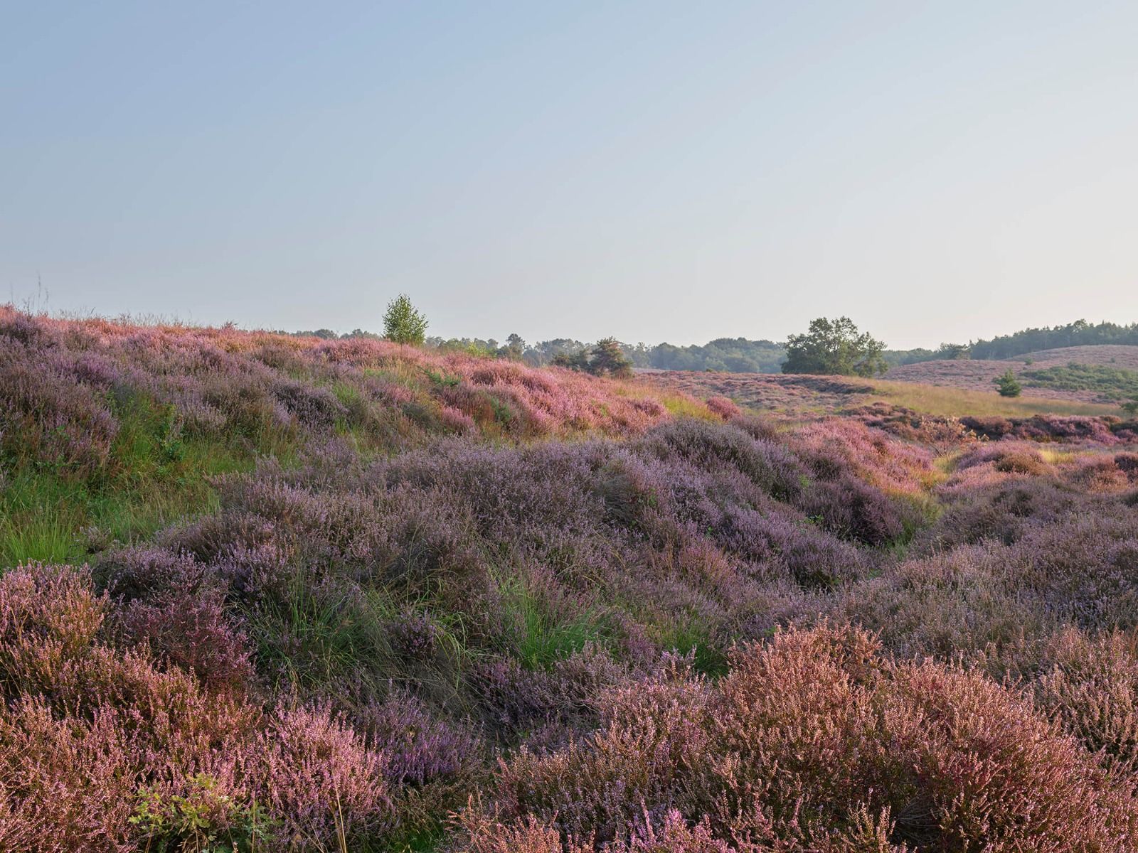 Paarse heide Paarse heide